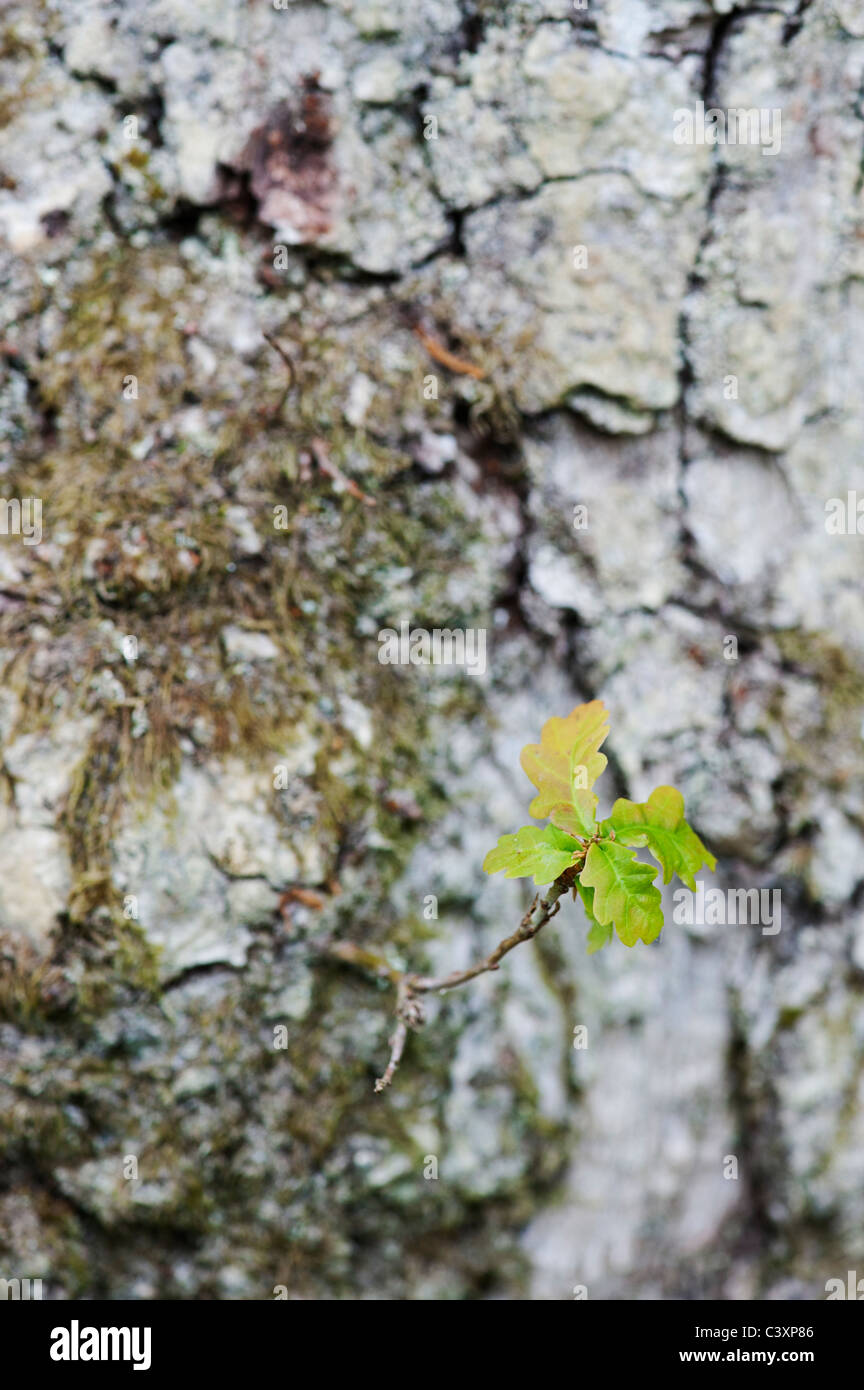 Quercus. Les jeunes feuilles de chêne arbre de plus en plus trunkmay Banque D'Images