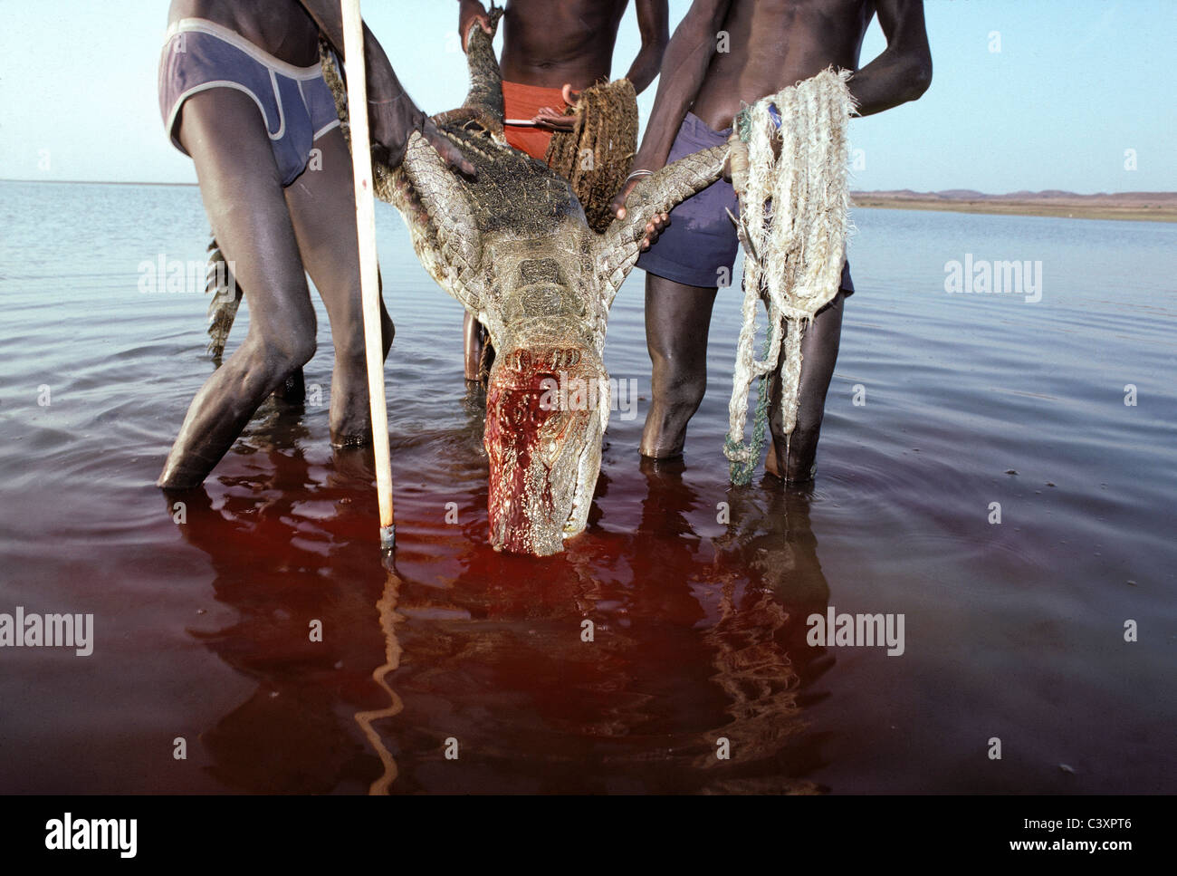 El Molo guerriers tirant un crocodile du Nil (Crocodylus niloticus) à la rive après avoir transpercé lors d'une chasse. Le Lac Turkana Banque D'Images