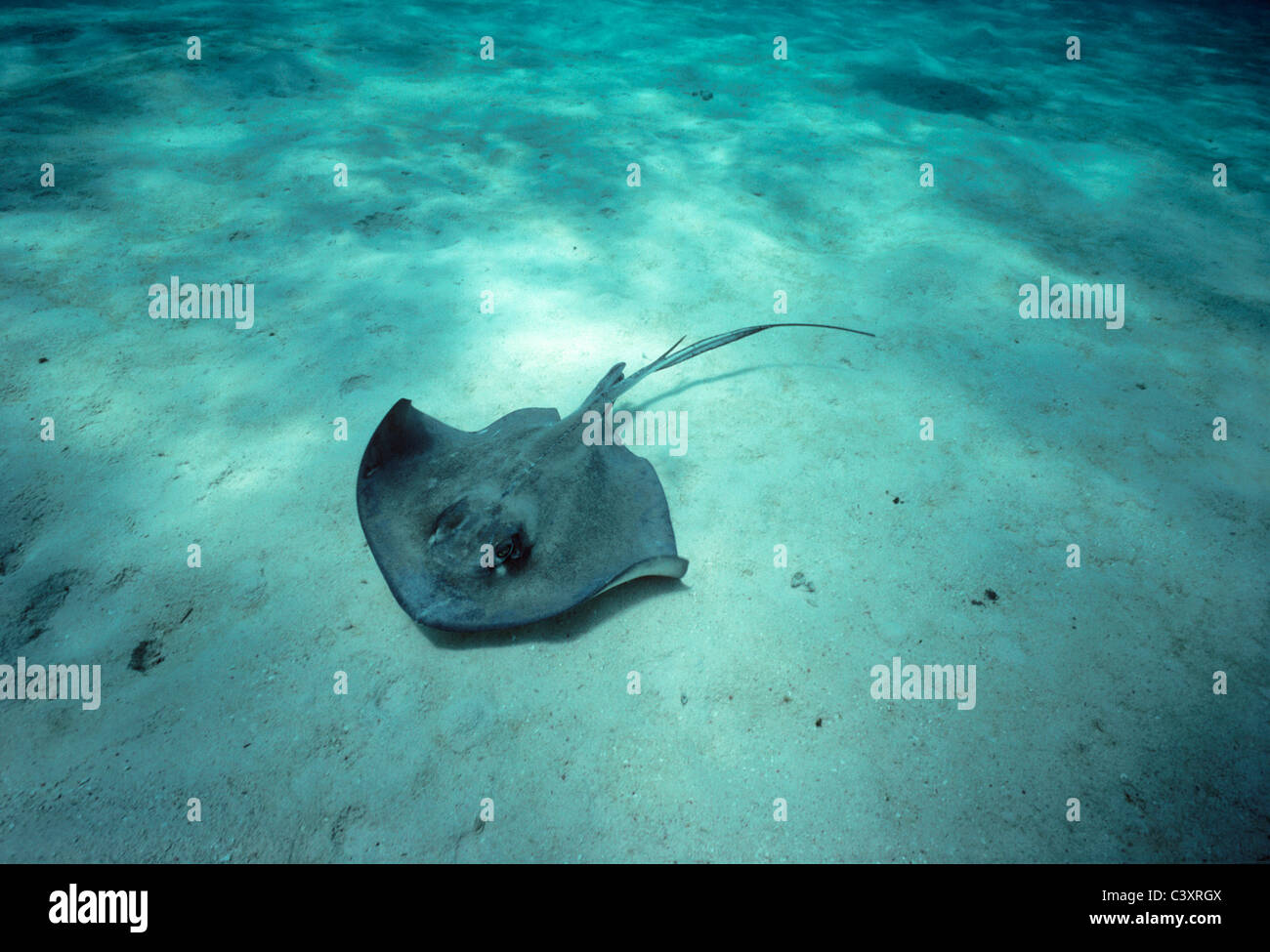 Le sud de Stingray (Dasyatis americana) nager sur un fond sablonneux. Stingray City, Grand Cayman Island, mer des Caraïbes Banque D'Images