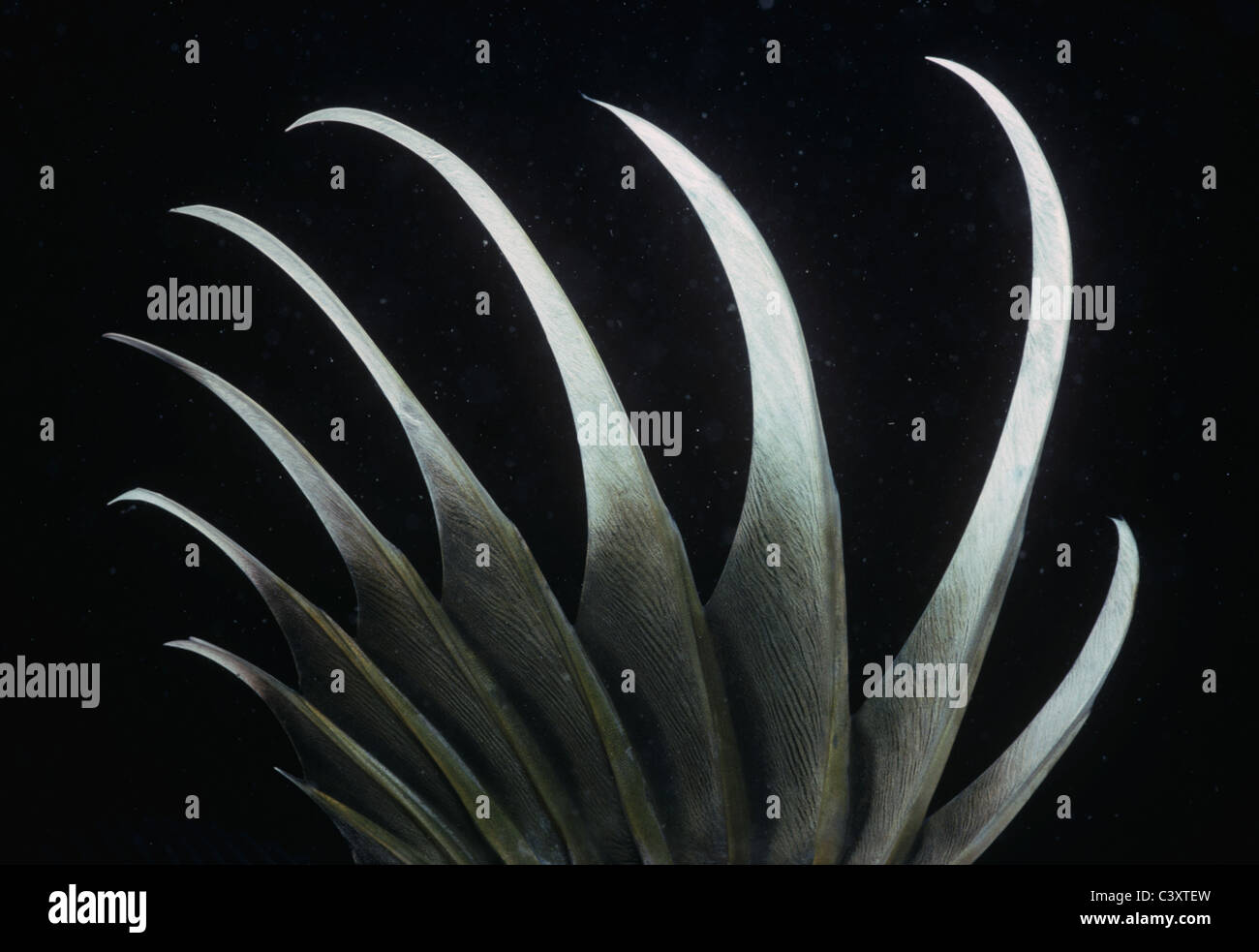 Nageoire dorsale d'un poisson Saint Pierre (Zeus faber). Ouessant, Bretagne, France - Océan Atlantique. Banque D'Images