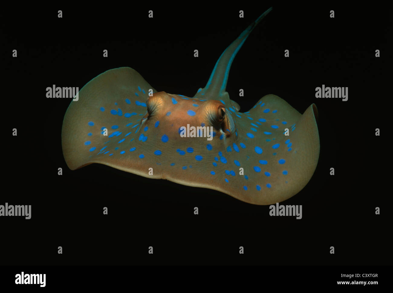 Ribbontail Bluespotted Stingray toxiques (Taeniura lymma) pendant la nuit. Perth, Australie - l'Océan Indien. Banque D'Images