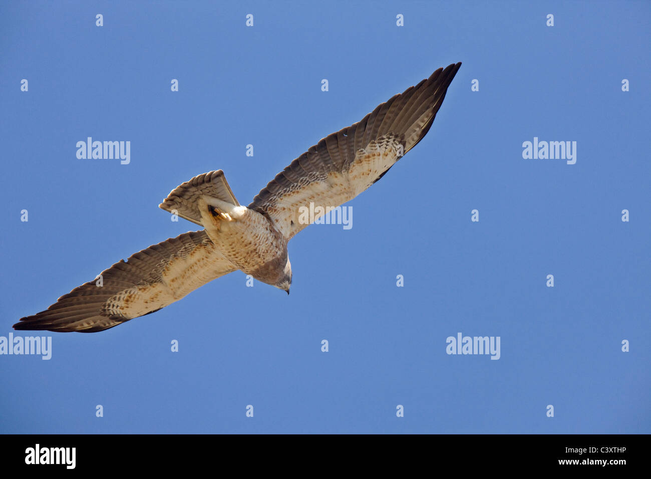 Hawk Swainson, avec le ventre en Canada Banque D'Images