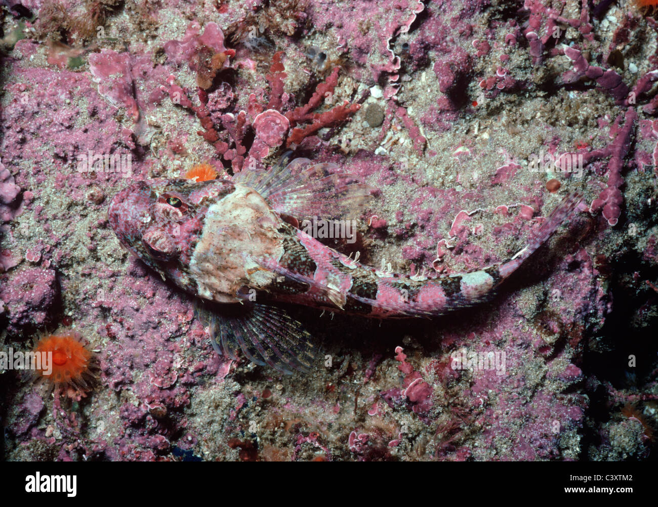 Chabot coralliennes (Artedius corallinus) camouflé en calcaires corallines. Carte des îles, en Californie. USA. Pacific Banque D'Images