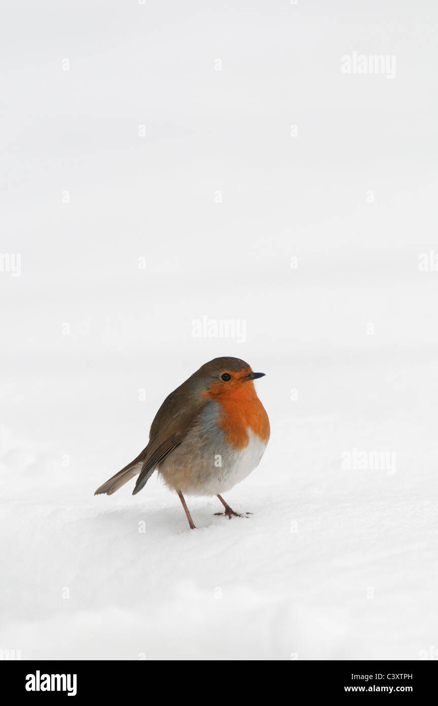 European Robin (Erithacus rubecula aux abords) des profils dans la neige, des North Downs, Kent, Angleterre, Janvier Banque D'Images