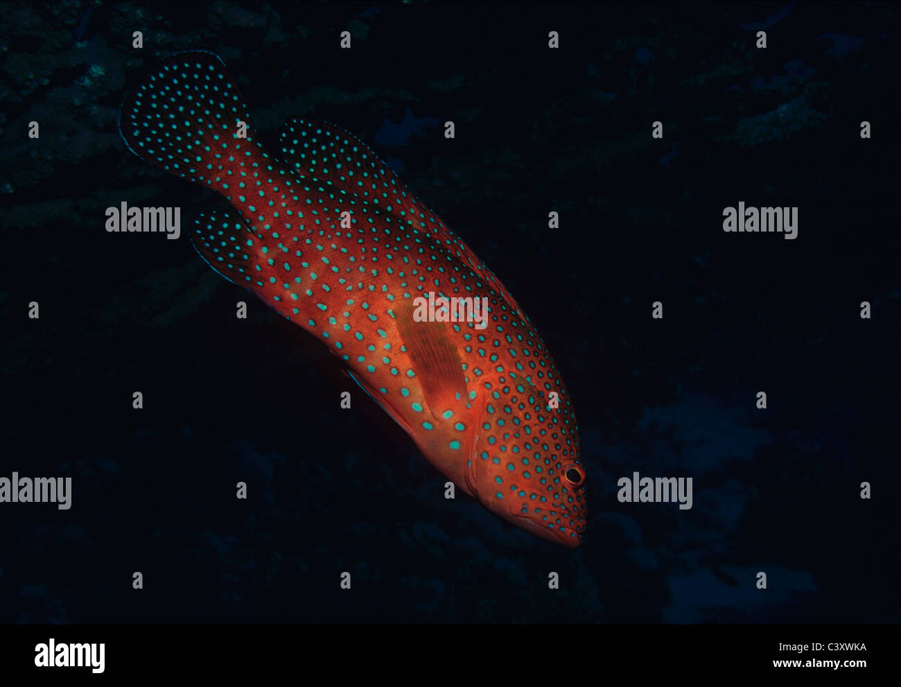 Le Mérou corail (Cephalophis Miniata). Egypte - Mer Rouge Banque D'Images