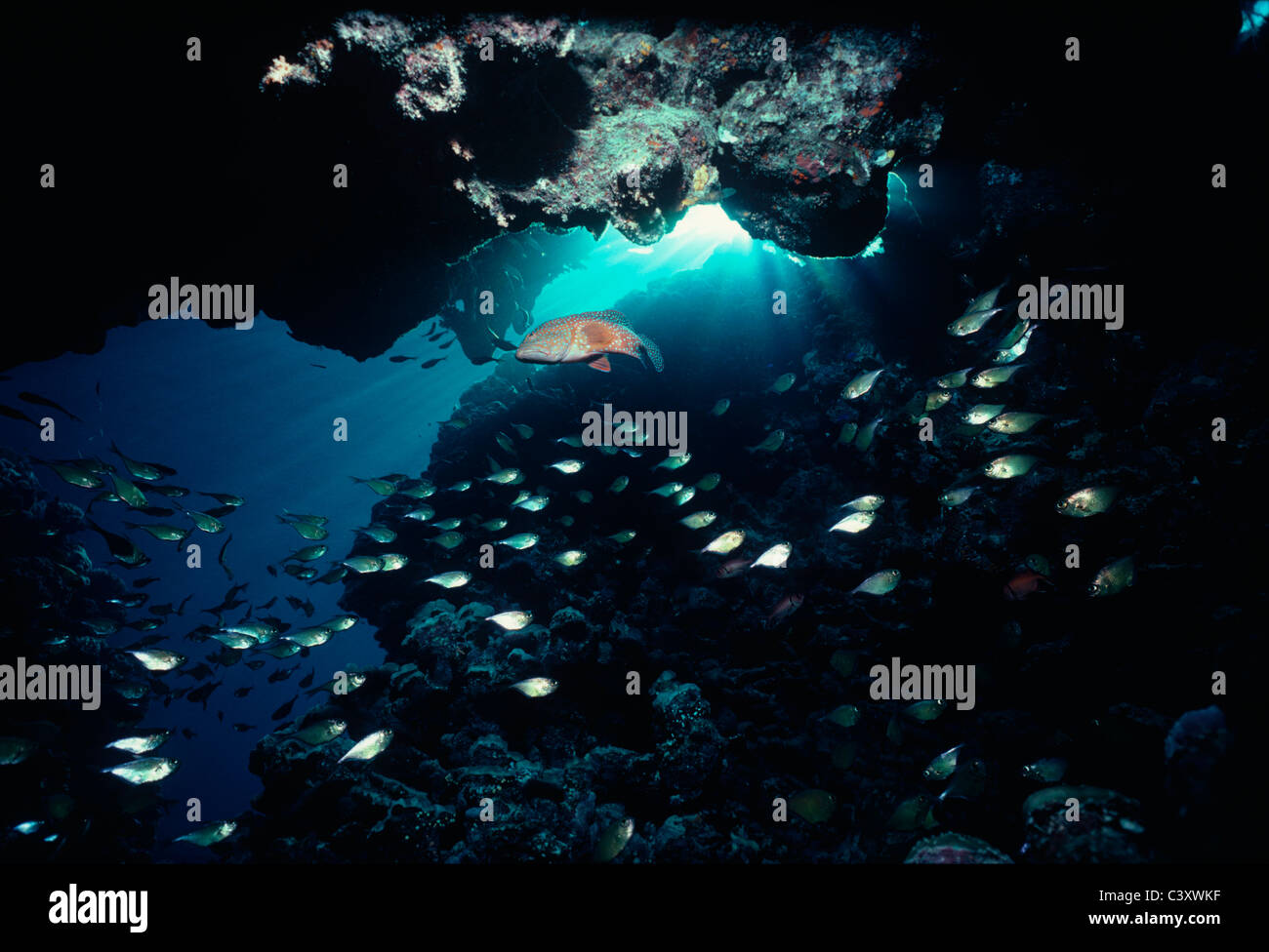 Le Mérou corail Cephalopholis (oligosticta) se nourrissant de balayeuses de Vanikoro (Pempheris vanicolensis) à l'entrée d'une grotte. L'Égypte Banque D'Images