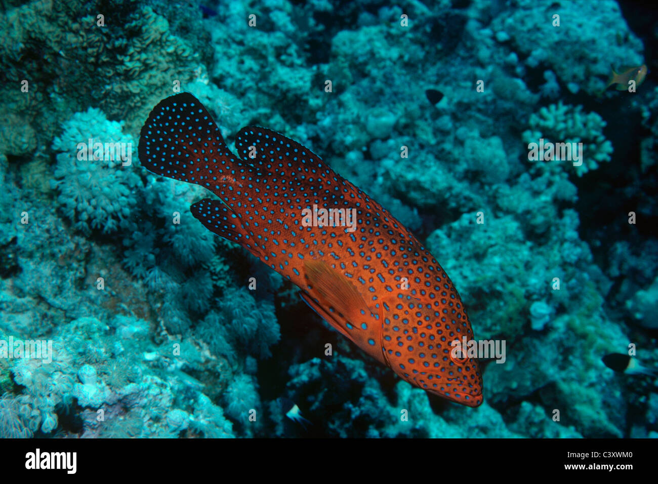 Le Mérou corail (Cephalophis Miniata). Egypte - Mer Rouge Banque D'Images