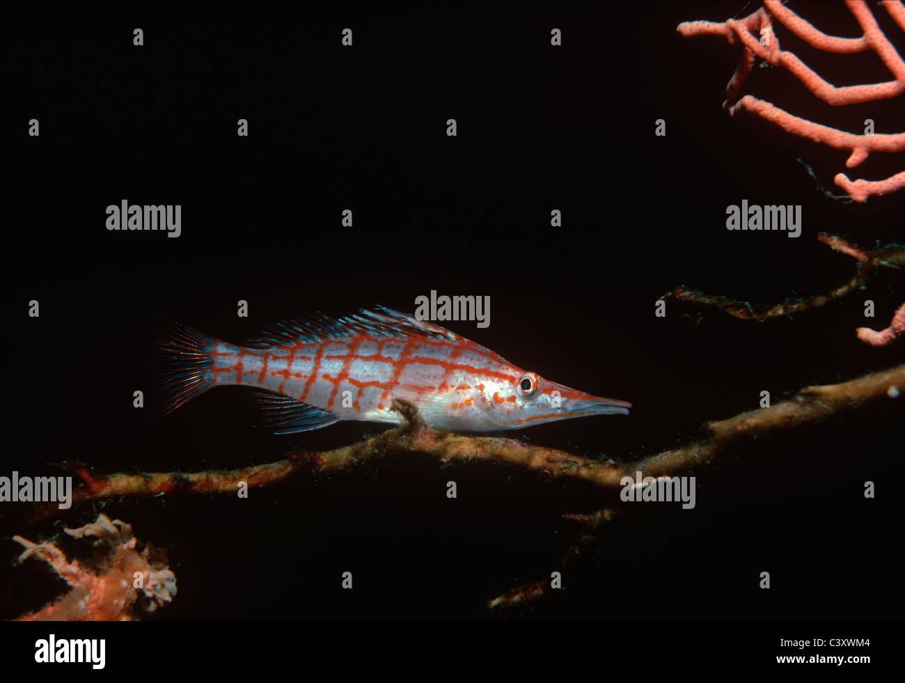 Un Hawkfish Oxycirrhitus typus (rouge) repose sur branche de corail noir. L'Egypte, Mer Rouge Banque D'Images