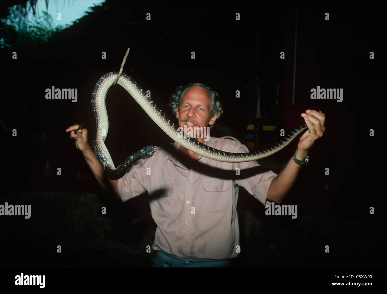 Herpétologue se prépare à lait Krait pour l'anti-venin. Rhône-Alpes, France Banque D'Images