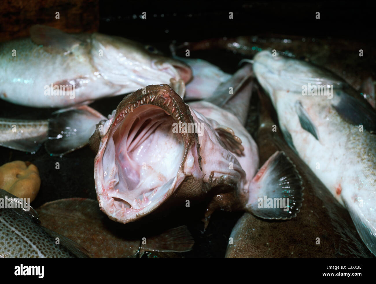 La baudroie (Lophius americanus) sur le pont du chalutier de pêche. Stellwagon Bank, New England, Océan Atlantique. Banque D'Images