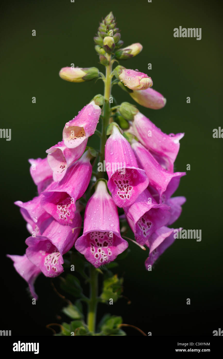 Politique digitale (Digitalis purpurea) dans Central Park à New York Banque D'Images