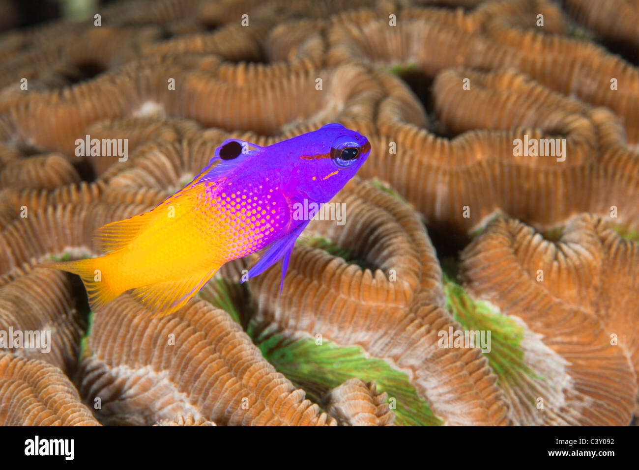 Fairy Basslet (Gramma Loreto) sur un récif de coraux tropicaux de l'île de Roatan, Honduras. Banque D'Images