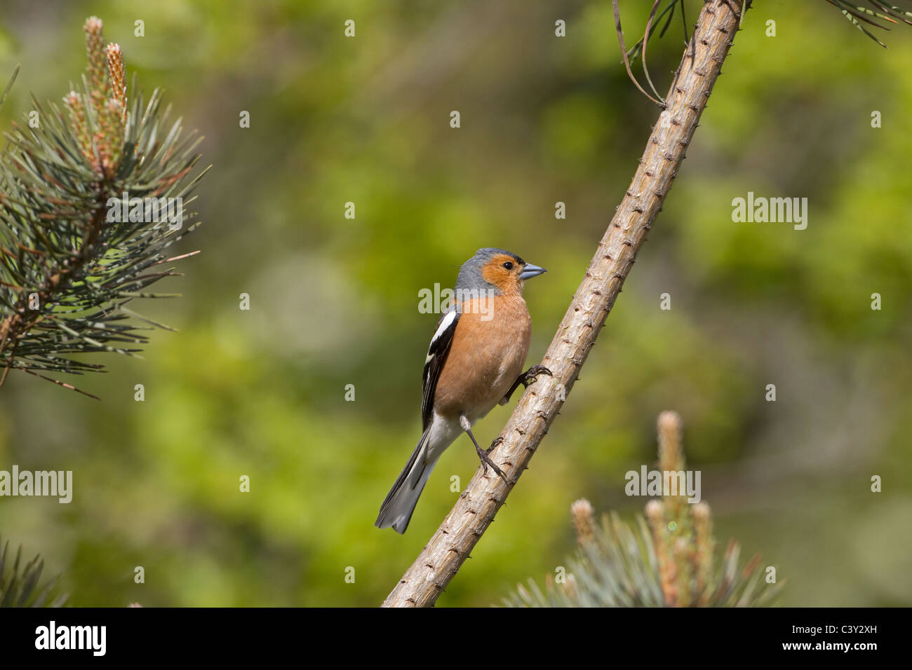 Chaffinch Fringilla coelebs Homme Banque D'Images