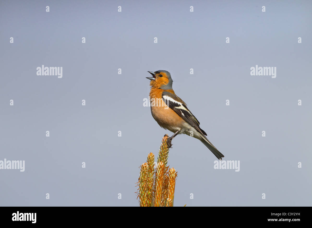 Chaffinch Fringilla coelebs mâle chanteur sur le pin sylvestre Banque D'Images