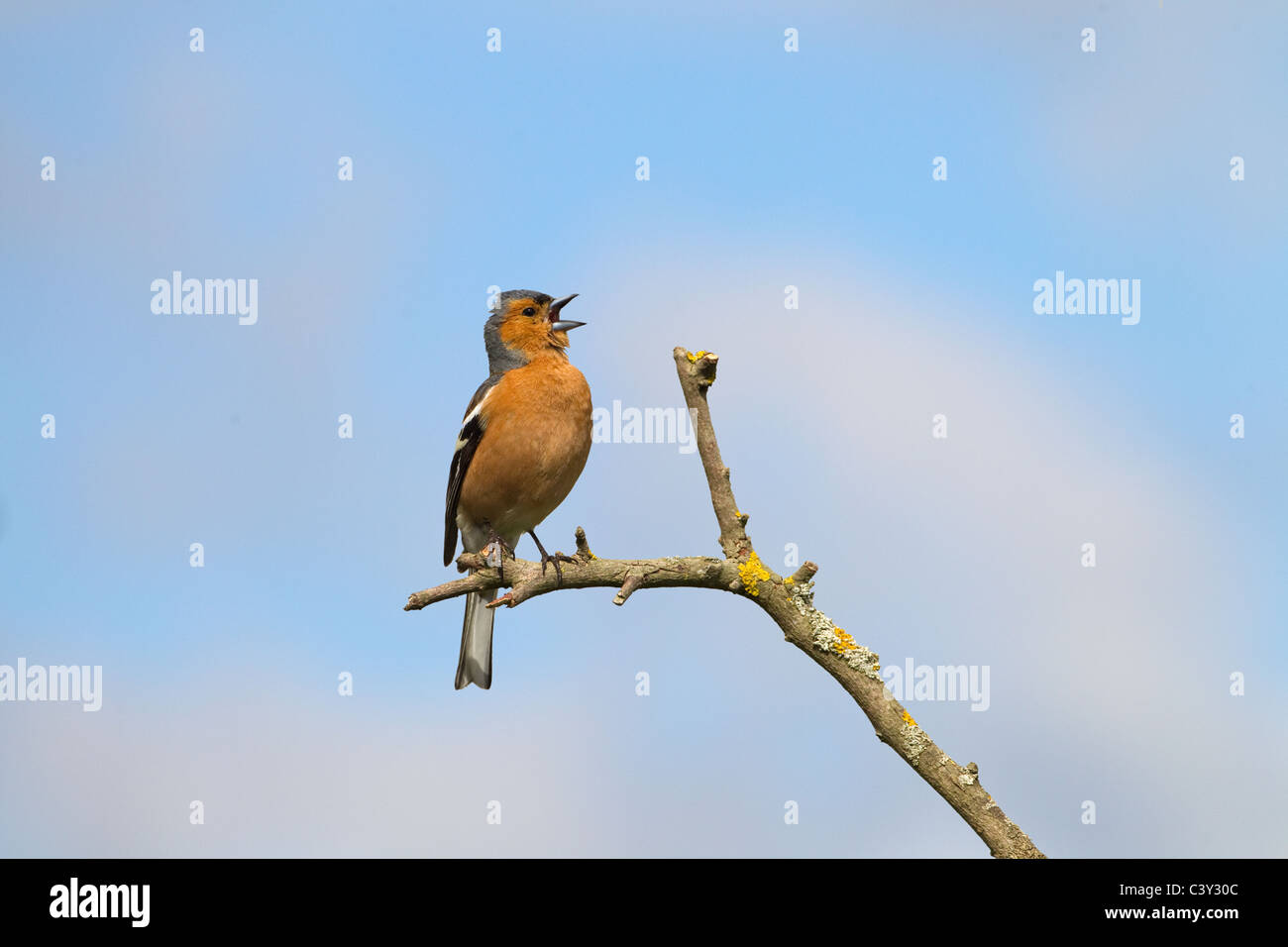 Chaffinch Fringilla coelebs mâle chanteur sur le lichen covered Banque D'Images