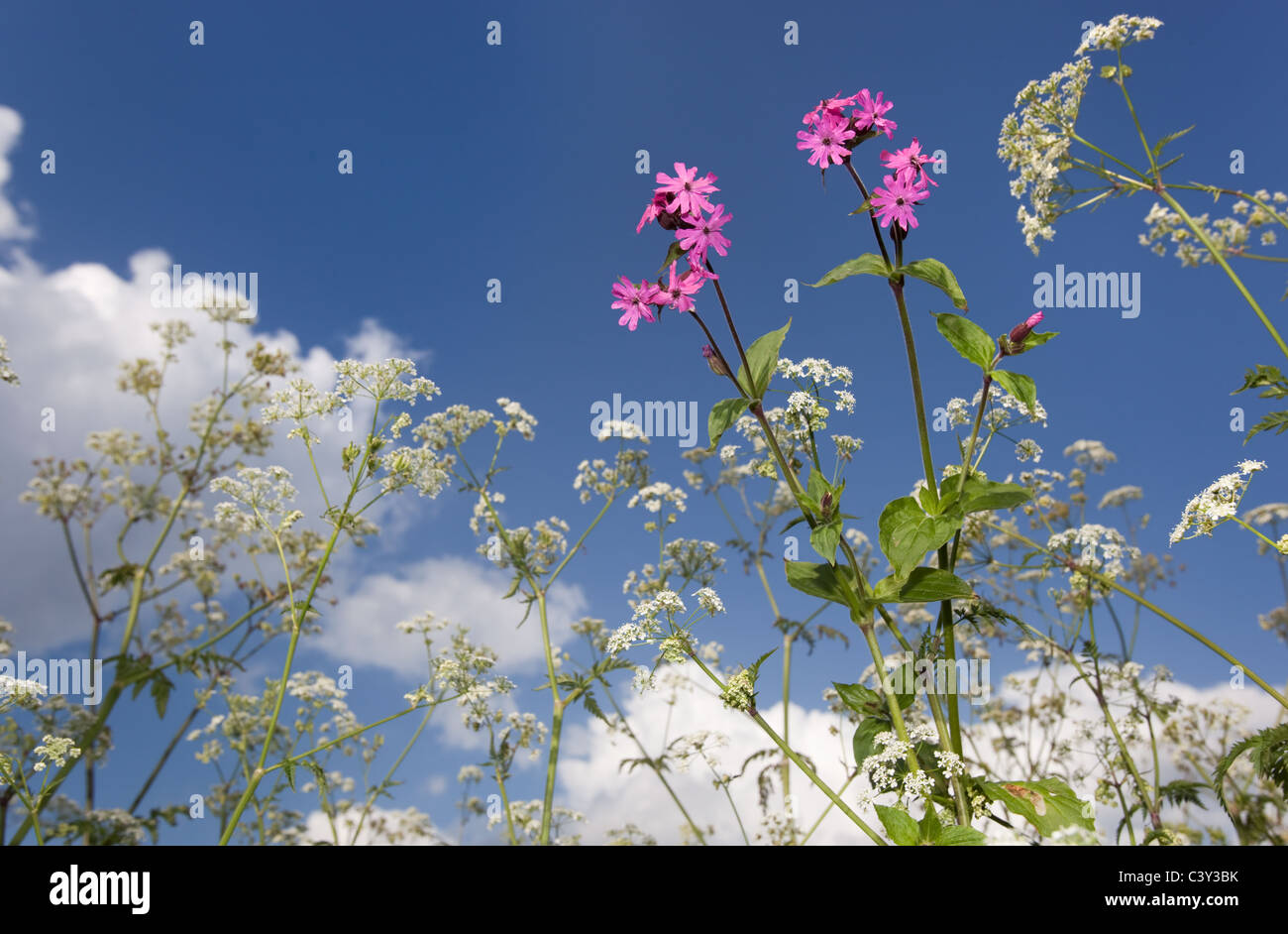 Red campion Silene dioica et haie paisley croissant sur les bord de la route Banque D'Images