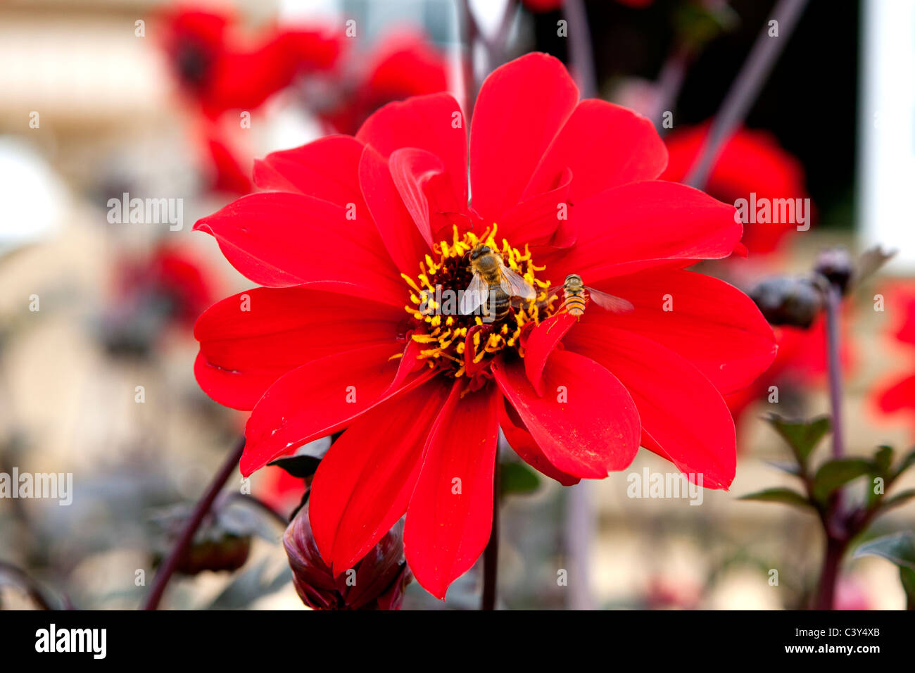 Fleur rouge et jaune avec une abeille sur elle. Banque D'Images