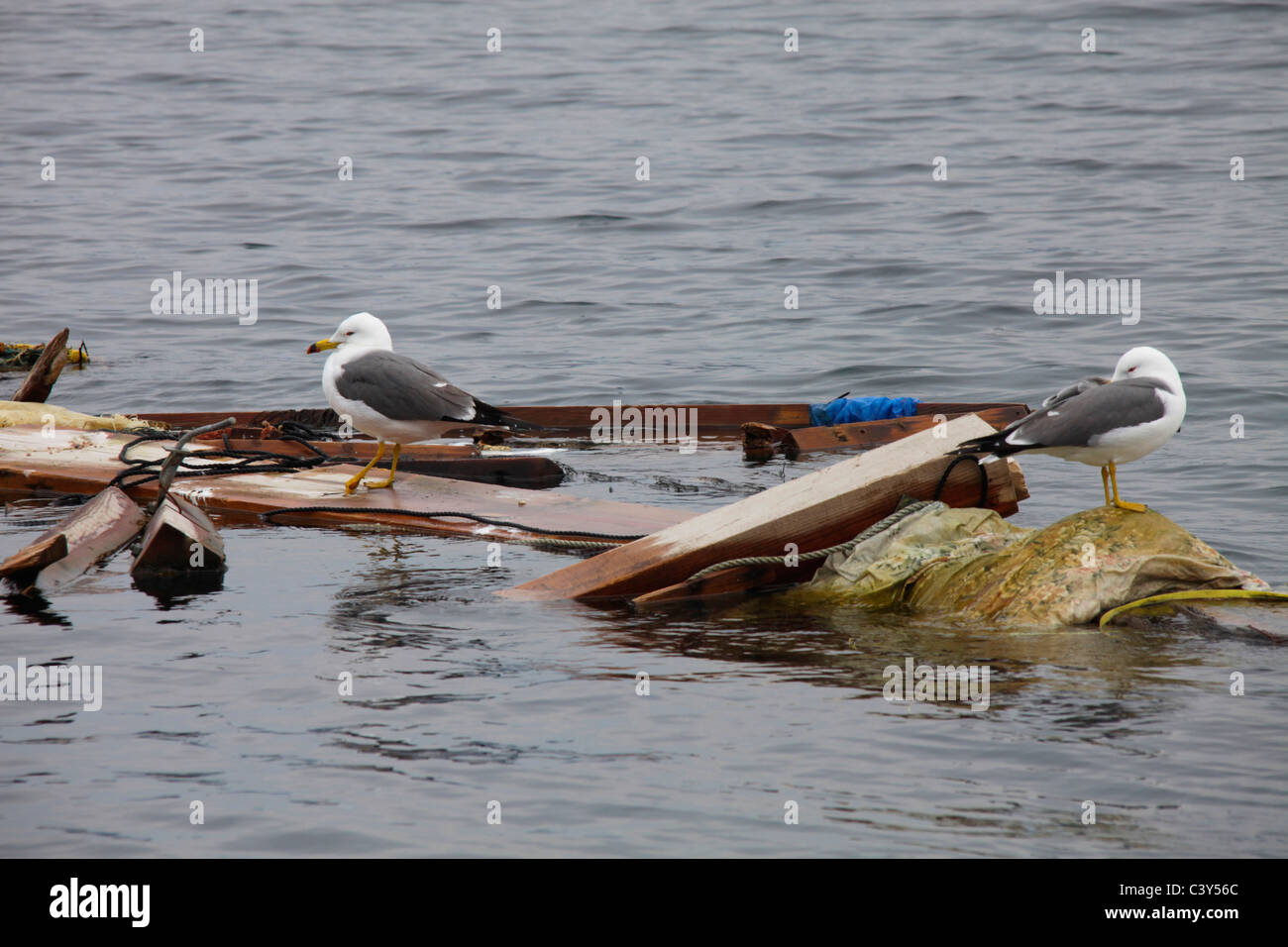 Les oiseaux de mer sur l'épave flottante-cho Otsuchi ville Japon Iwate Banque D'Images
