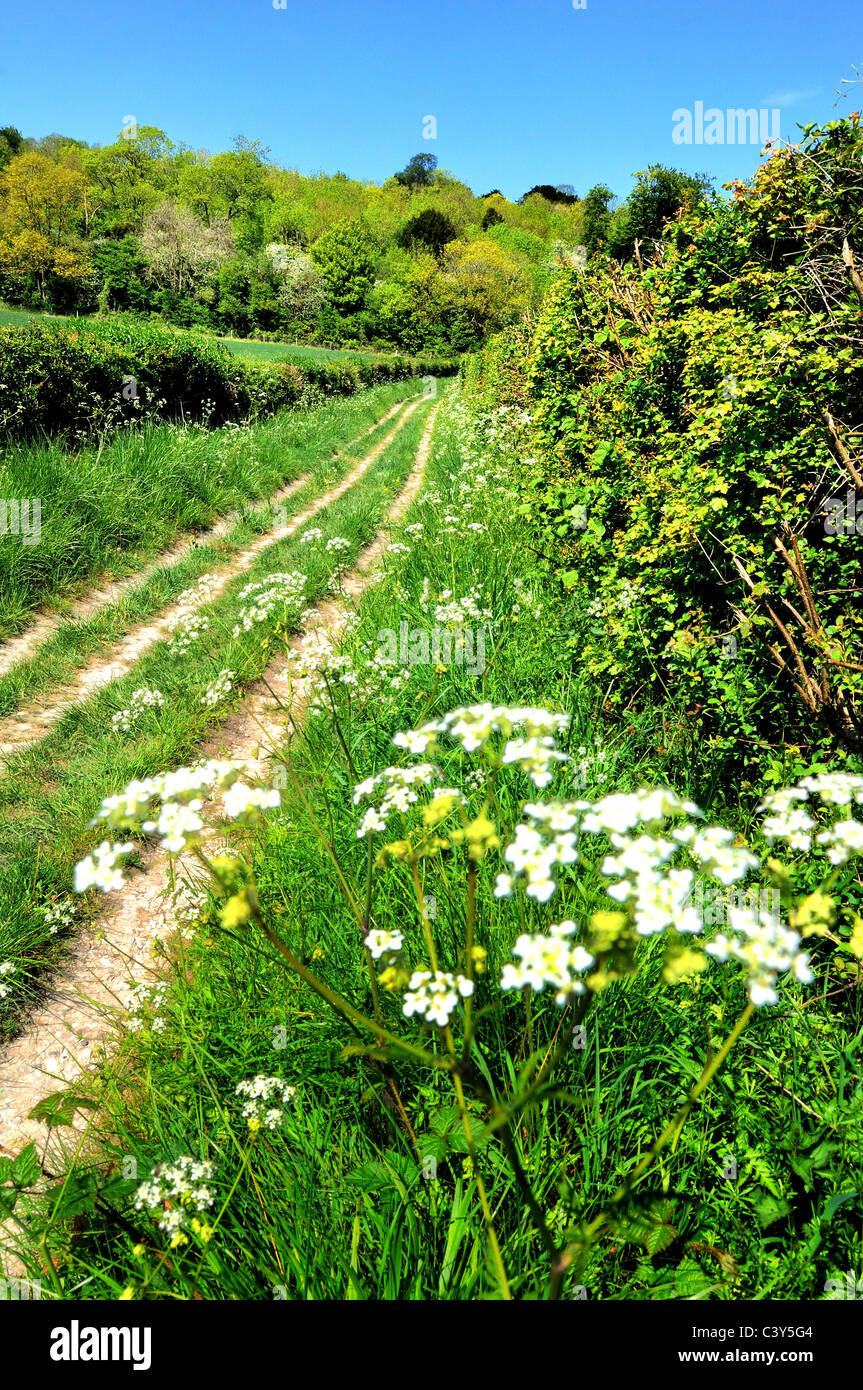 Suivi de la campagne dans les North Downs, Surrey Banque D'Images