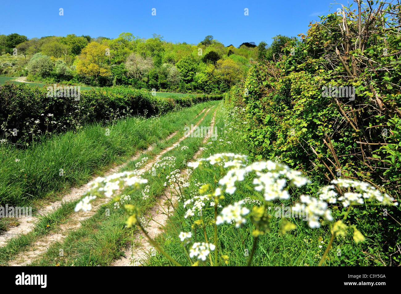 Suivi de la campagne dans les North Downs Surrey, UK Banque D'Images