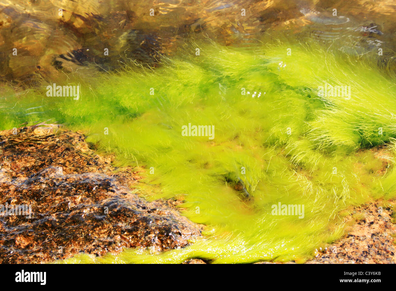 Les algues marines dans le port Banque D'Images
