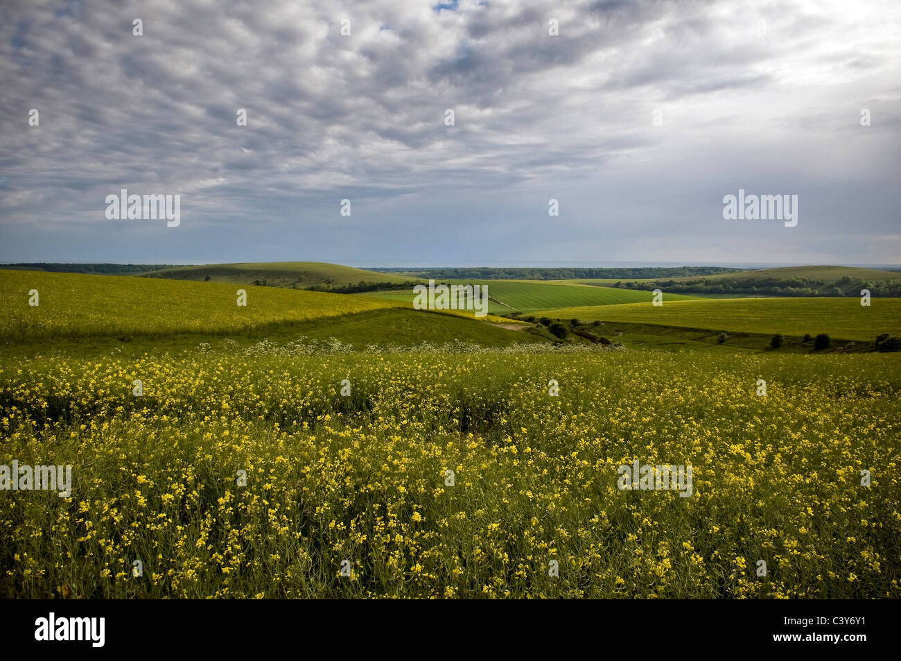 Harrow Hill de la South Downs Way, West Sussex, UK Banque D'Images