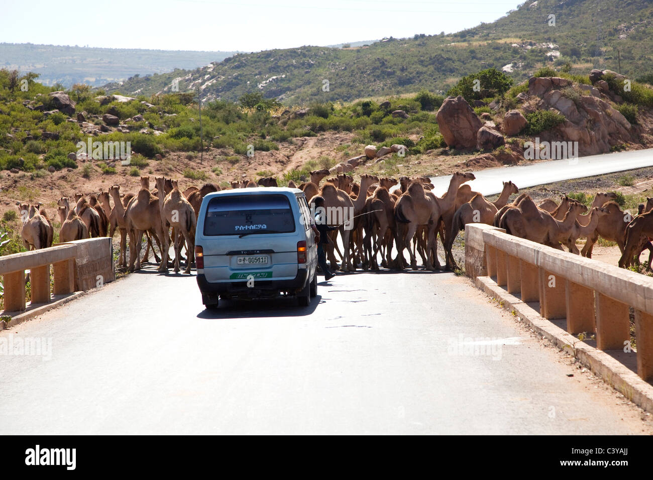 Les chameaux traversent la route près de babille, Ethiopie, Afrique Banque D'Images