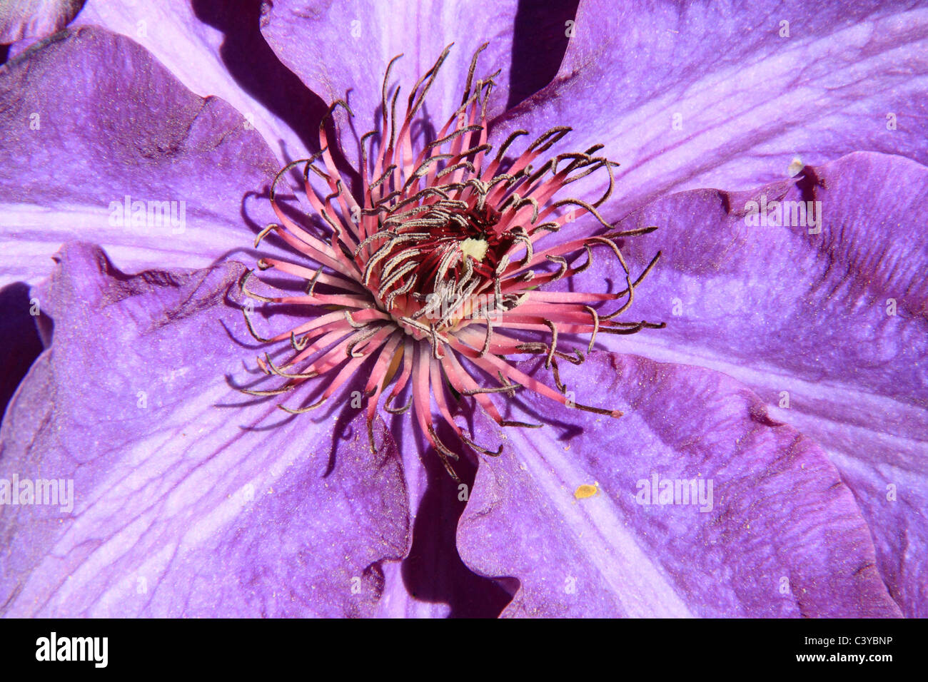 Clematis 'Le président' au jardin RHS Wisley, Surrey, Angleterre, Grande-Bretagne, Royaume-Uni, UK, Europe Banque D'Images