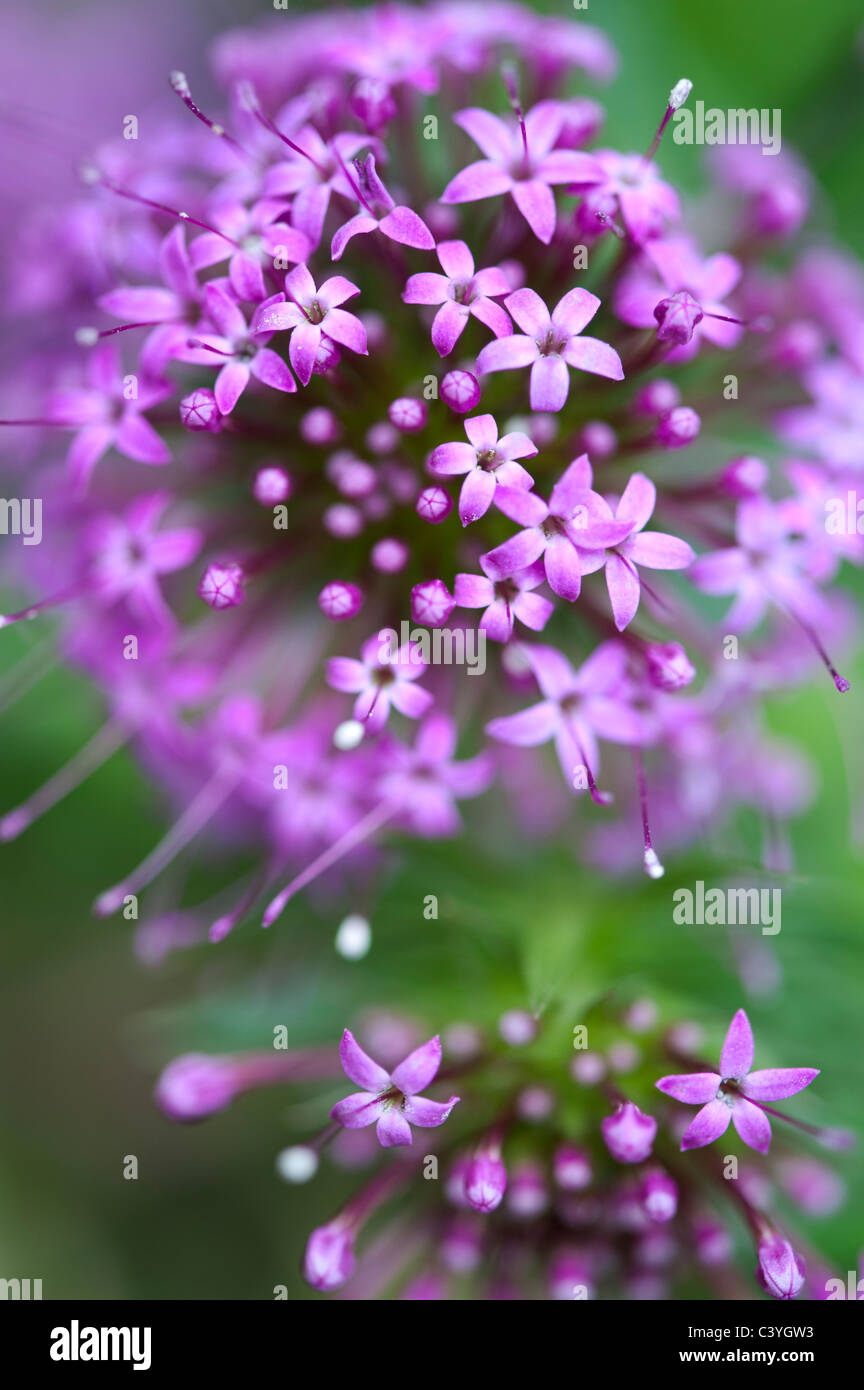 Phuopsis stylosa. Fleurs crosswort caucasienne Banque D'Images