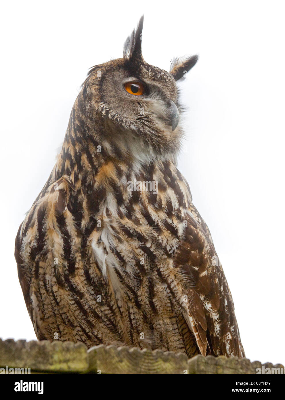 Grand Owl (Bubo bubo) Banque D'Images