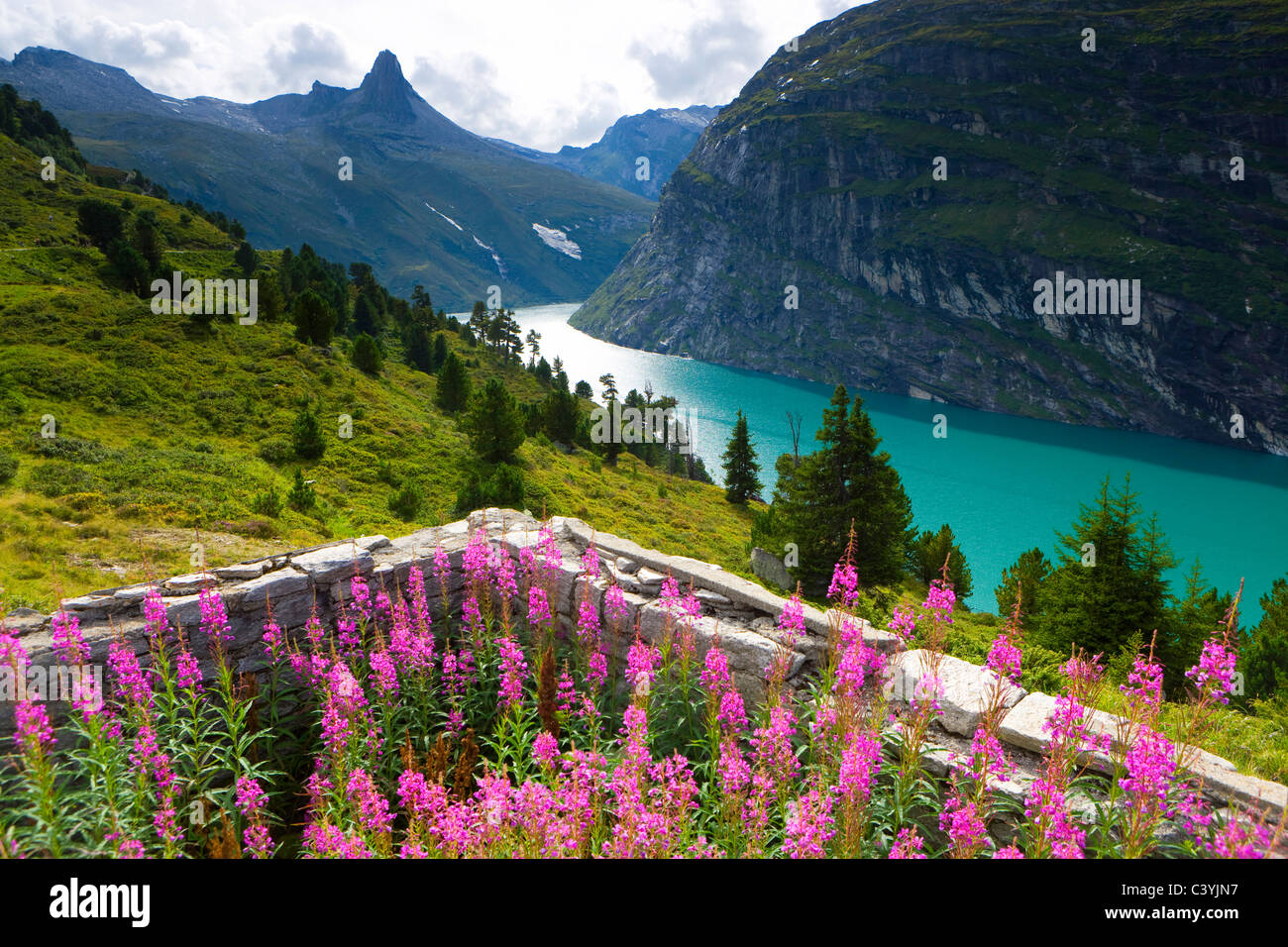 Zervreilasee, Suisse, canton des Grisons, Grisons, Surselva, Valsertal, lac, réservoir, montagne, Zervreilahorn, fleurs, l Banque D'Images