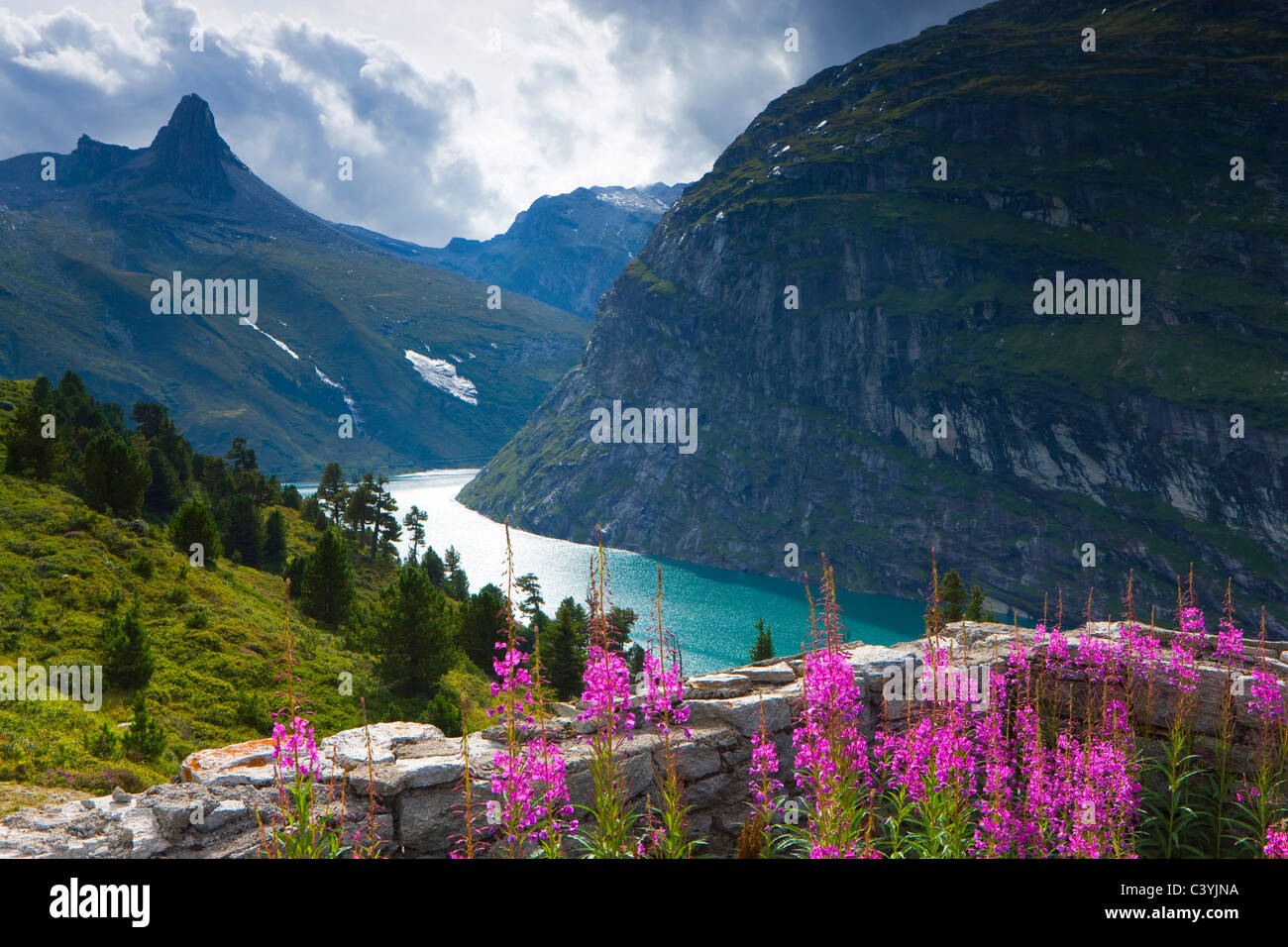 Zervreilasee, Suisse, canton des Grisons, Grisons, Surselva, Valsertal, lac, réservoir, montagne, Zervreilahorn, fleurs, l Banque D'Images