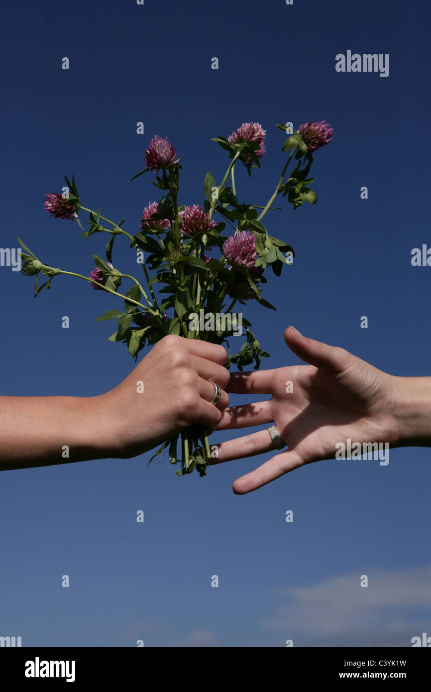 Mains, donner, fleurs, amitié, ciel bleu, part, don, présente, actuelle,  plante, plantes, fleur, fleur, fleur bouquet bouqu Photo Stock - Alamy
