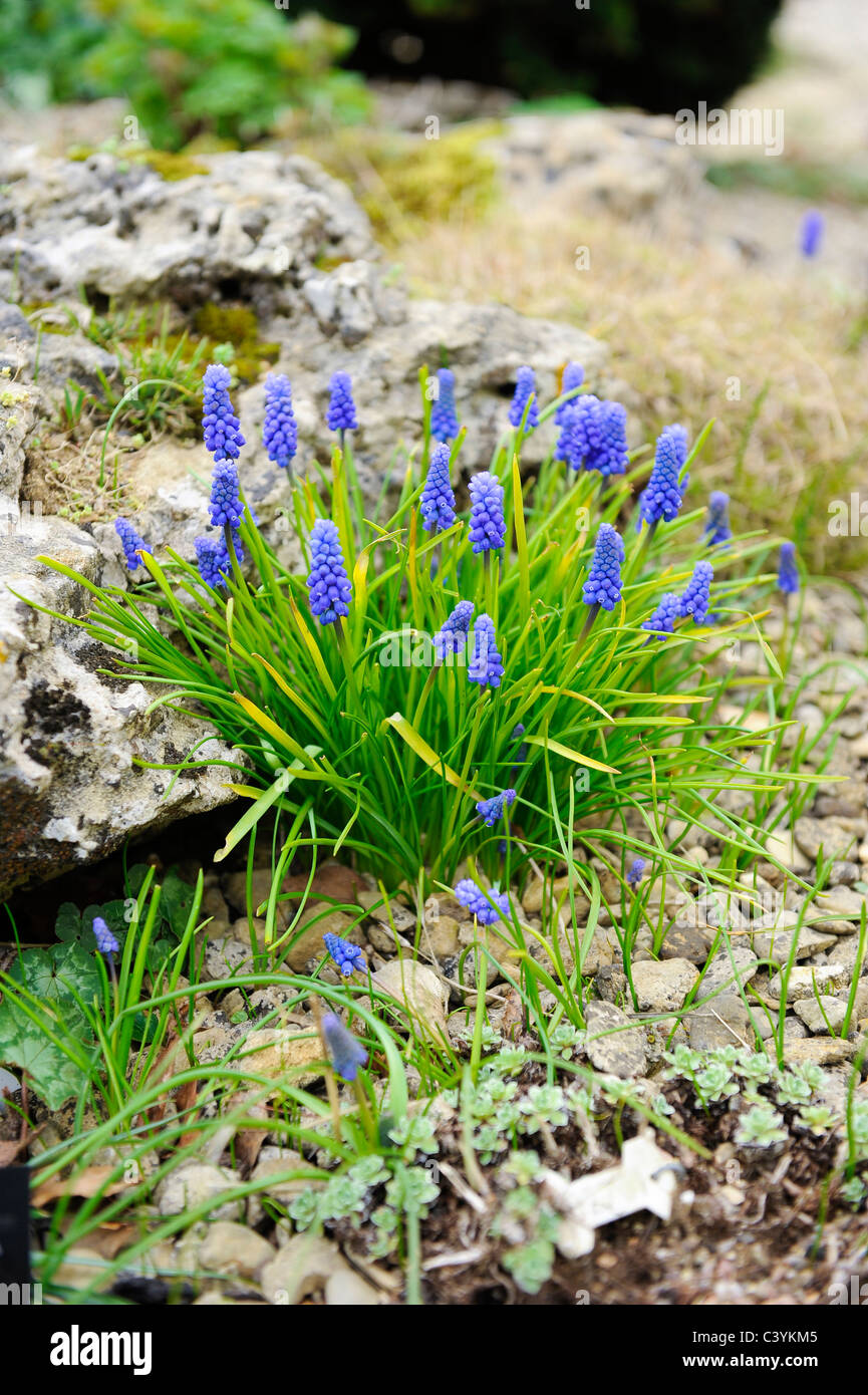 Jardin alpin le jardin de la société a été fondée en 1929. Worcestershire L'organisme de bienfaisance a commencé à promouvoir l'intérêt des plantes alpines Banque D'Images Jardin alpin le jardin de la société a été fondée en 1929. Worcestershire L'organisme de bienfaisance a commencé à promouvoir l'intérêt des plantes alpines Banque D'Images
