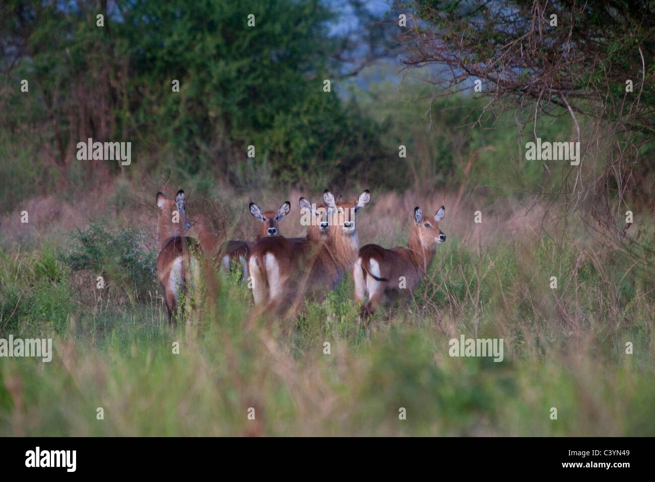 Cerfs sauvages dans le Parc National de Mago, l'Éthiopie, l'Afrique Banque D'Images
