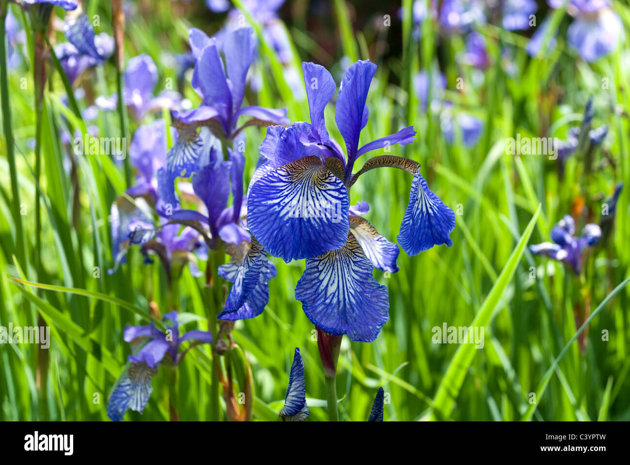 - Iris de Sibérie Iris sibirica. Jardin anglais. Banque D'Images