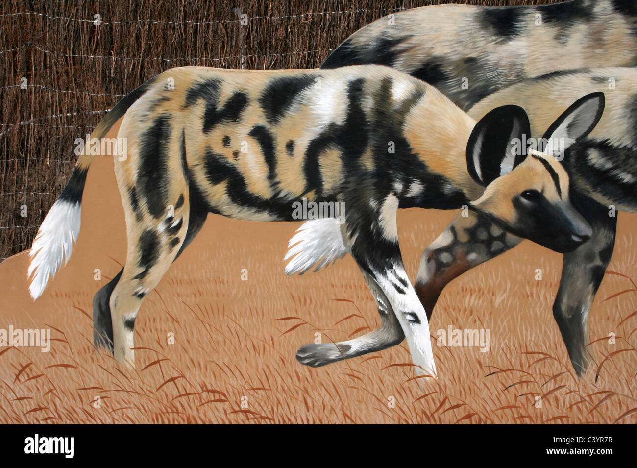 Peinture d'un chien de chasse africains Lycaon pictus Banque D'Images