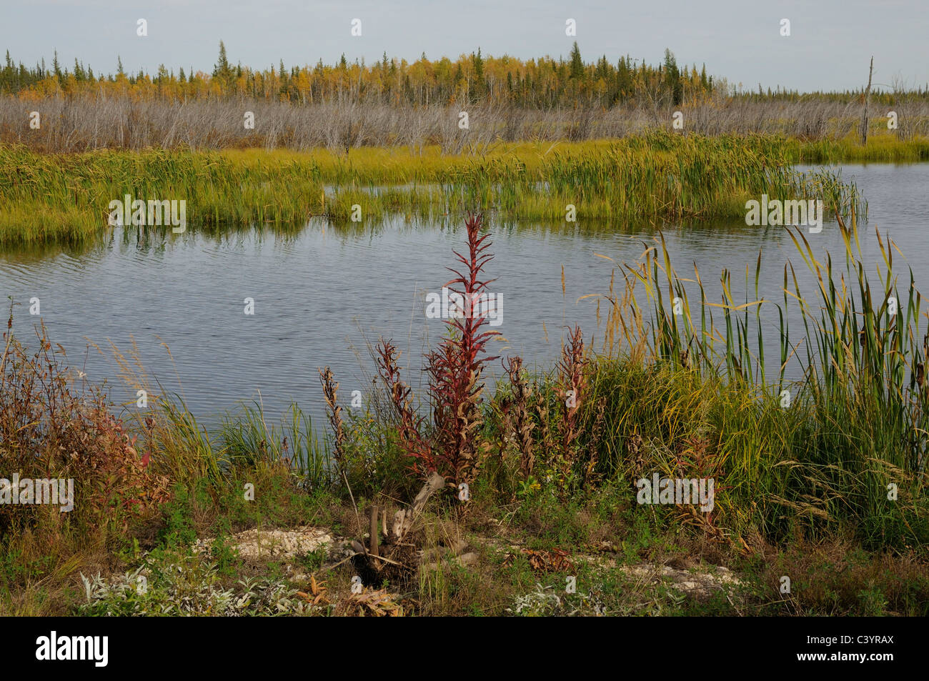 Marais, lac, Reed-mace, forêt, Automne, couleurs de l'automne, près de Fort Smith, dans territiories, Canada Banque D'Images