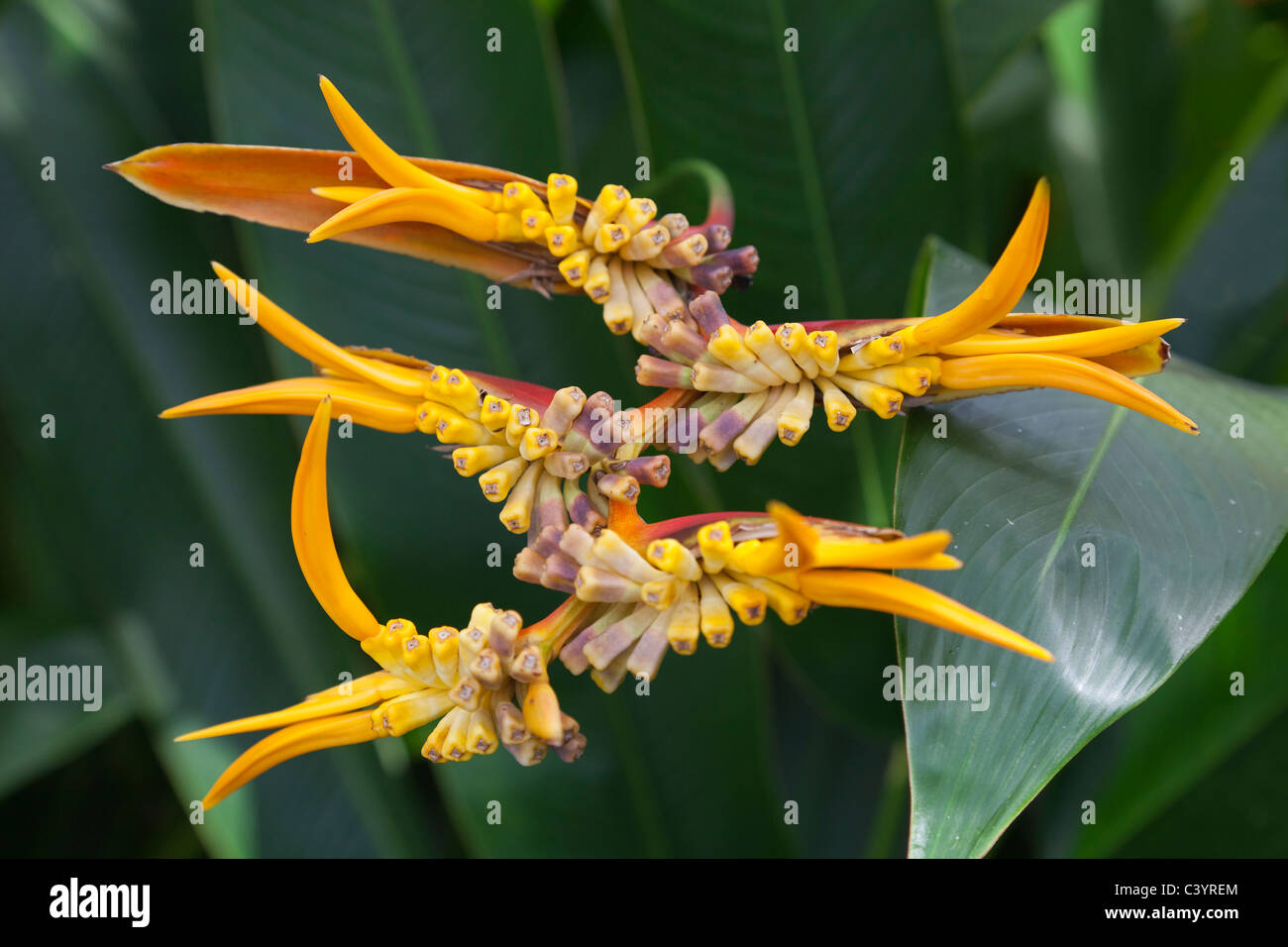 Heliconia - oiseau du paradis - dans Bussorah Street, Singapour 7 Banque D'Images