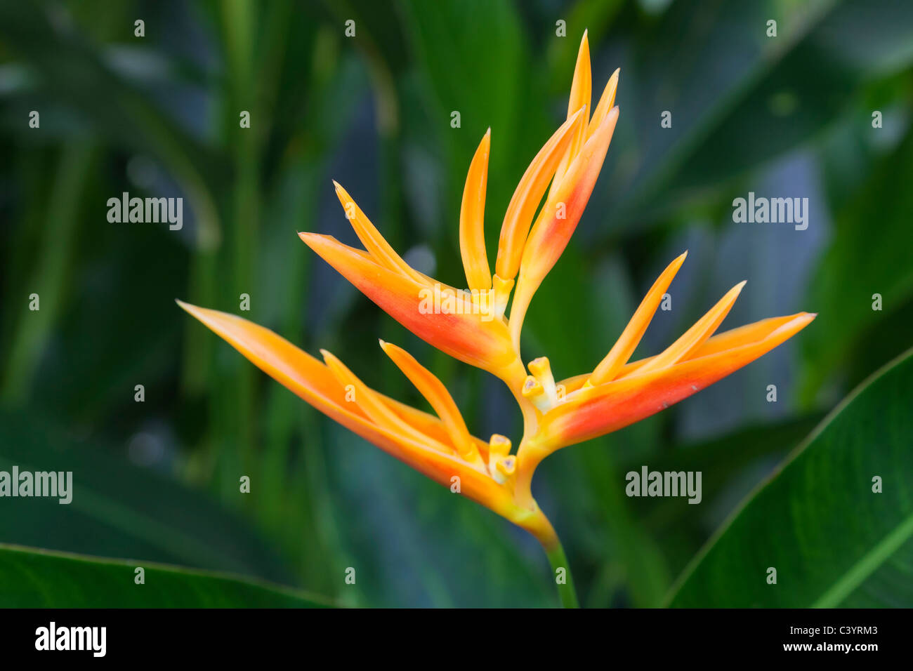 Heliconia - oiseau du paradis - dans Bussorah Street, Singapour Banque D'Images