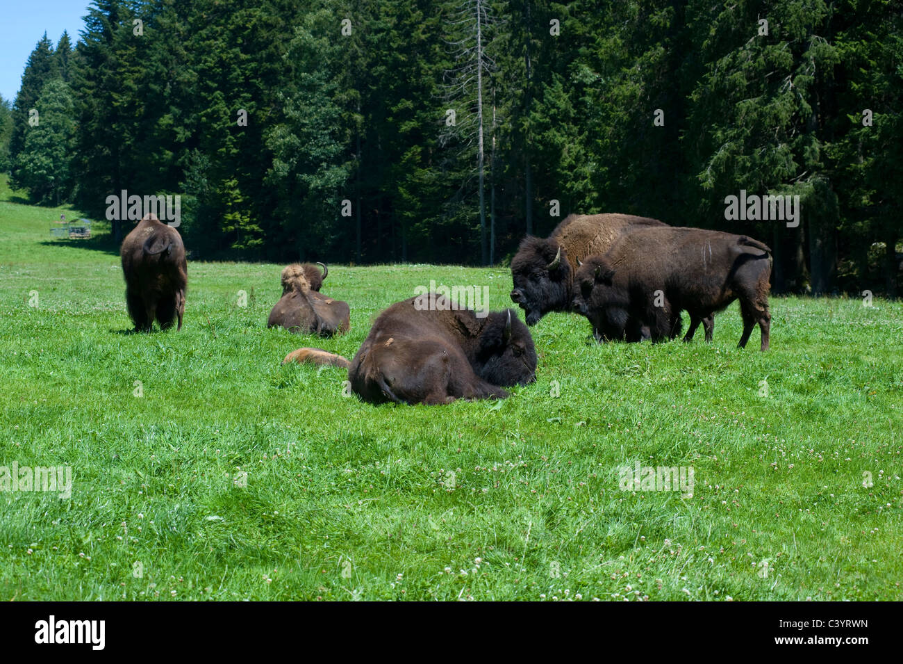 La Suisse, Juraparc, bisons, Vaud, animaux, parc animalier, le Pont-Vallorbe, nature, bois, forêt, pâturage, saule, bovins sauvages Banque D'Images