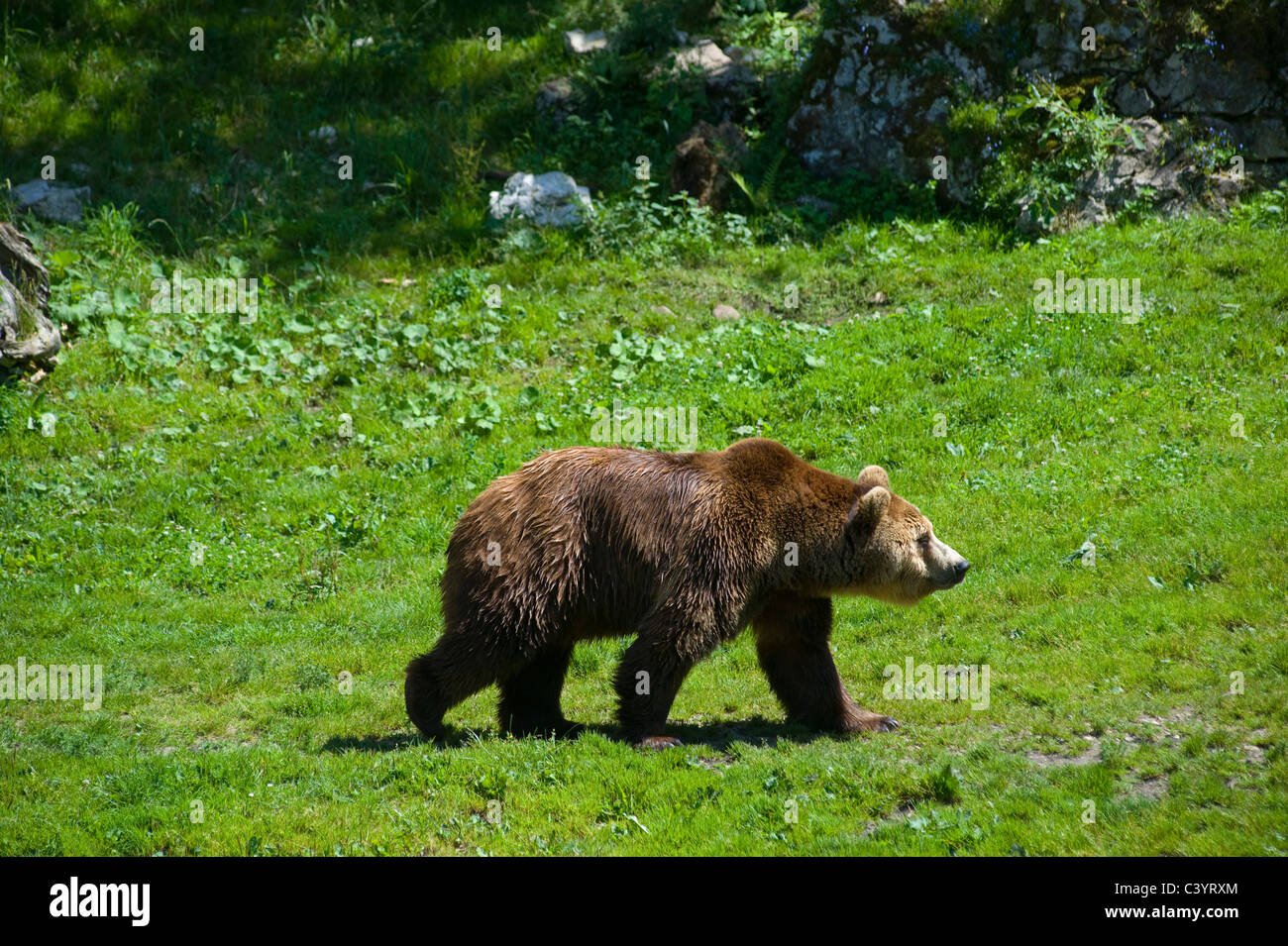 La Suisse, Juraparc, ours, animal, Vaud, Le Pont-Vallorbe, prairie, parc animalier Banque D'Images