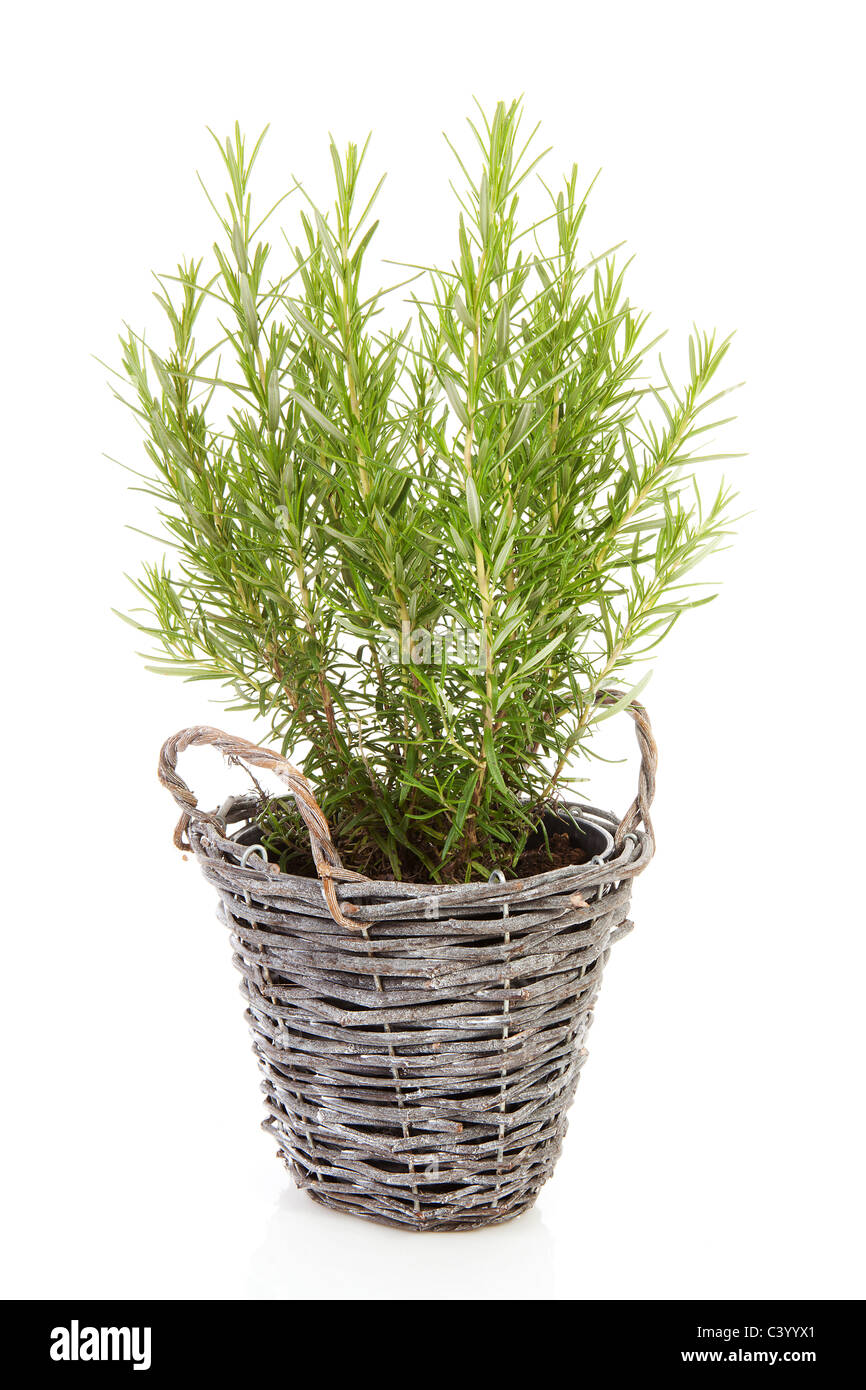 Romarin frais dans la canne panier sur fond blanc Banque D'Images