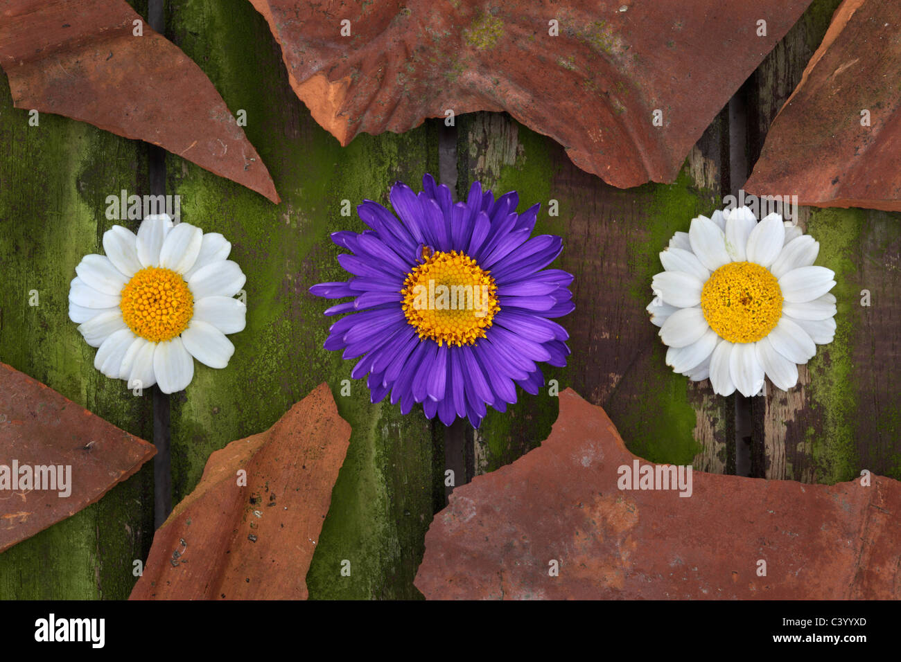 Fleurs de printemps sur une table de jardin Banque D'Images