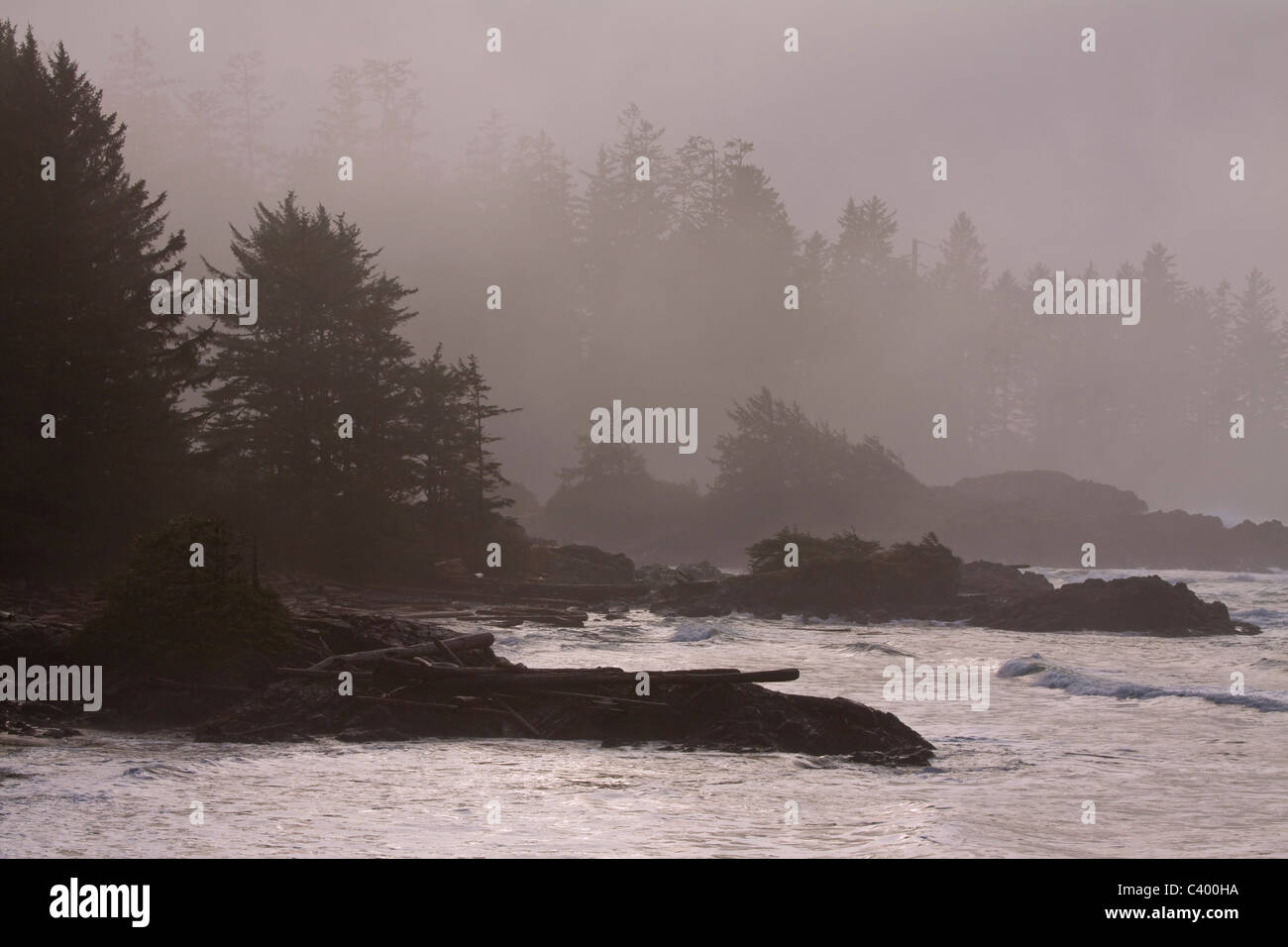 La lumière du soleil filtrée par la brume et les arbres, parc national Pacific Rim, l'île de Vancouver, Colombie-Britannique Banque D'Images