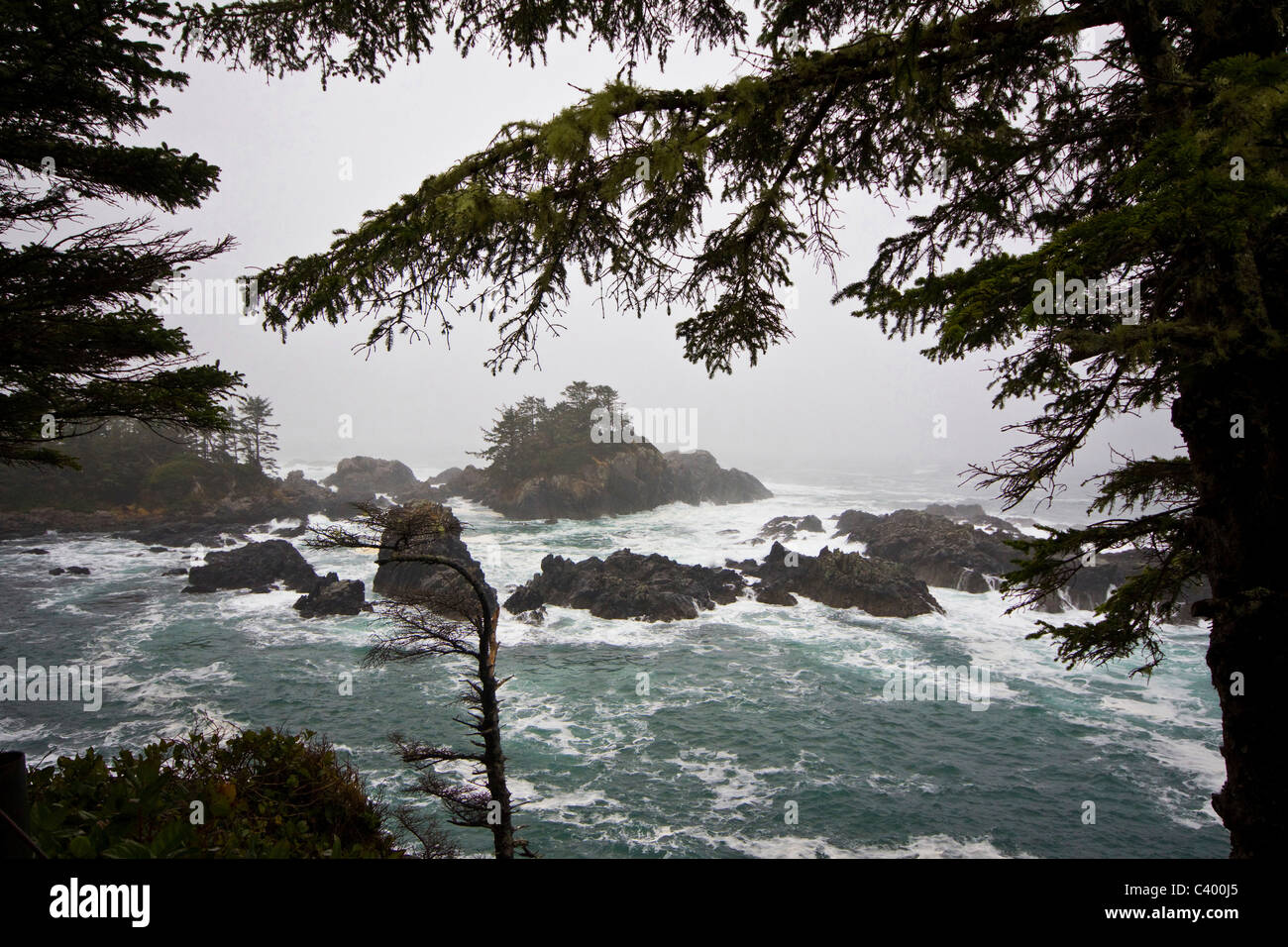 Le temps orageux et des vagues le long du sentier Wild Pacific, Ucluelet, île de Vancouver, Colombie-Britannique Banque D'Images