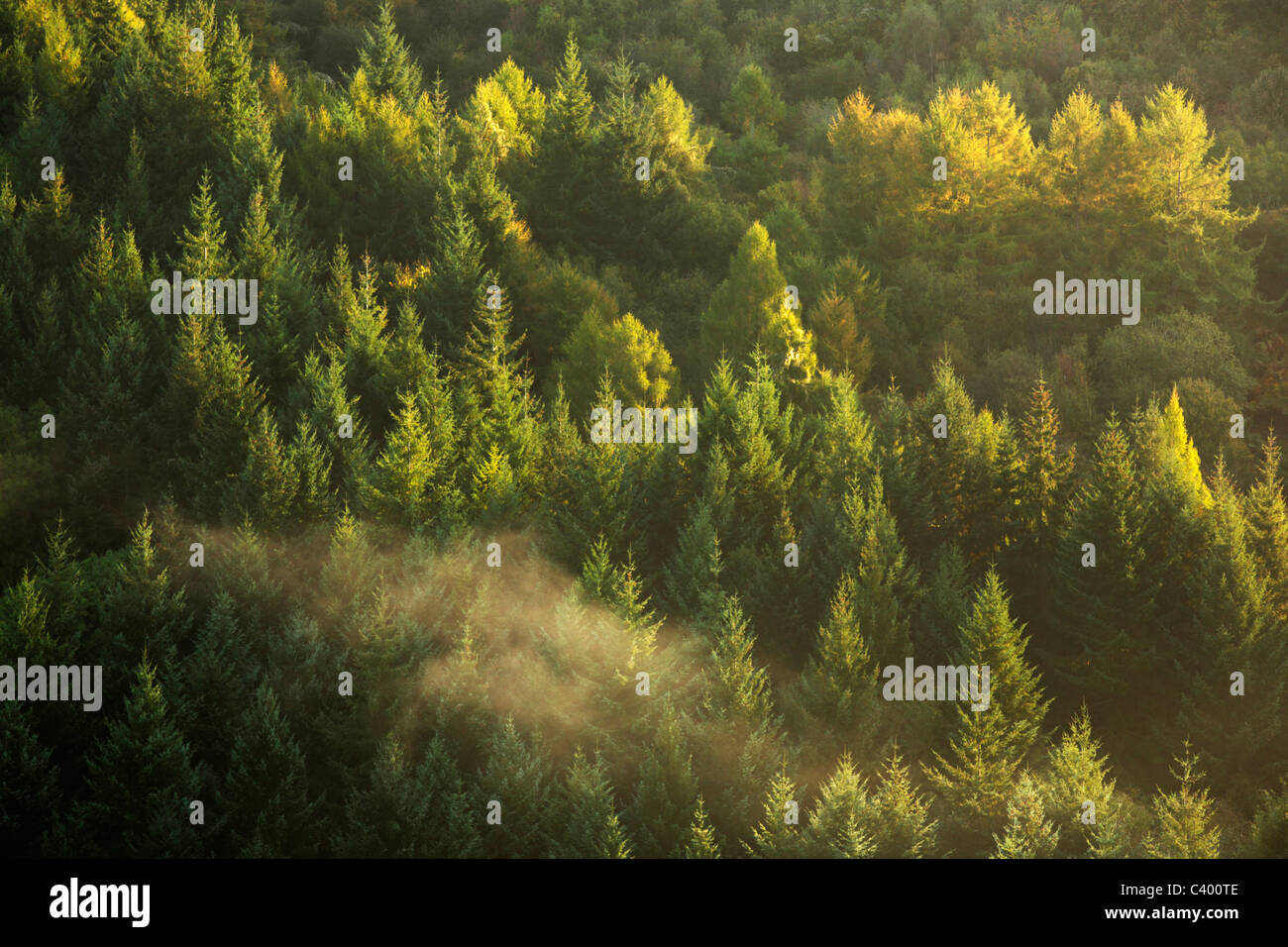 Pins rétro-éclairé le long de la rivière Wye vus de Symonds Yat sur un matin d'automne brumeux Banque D'Images