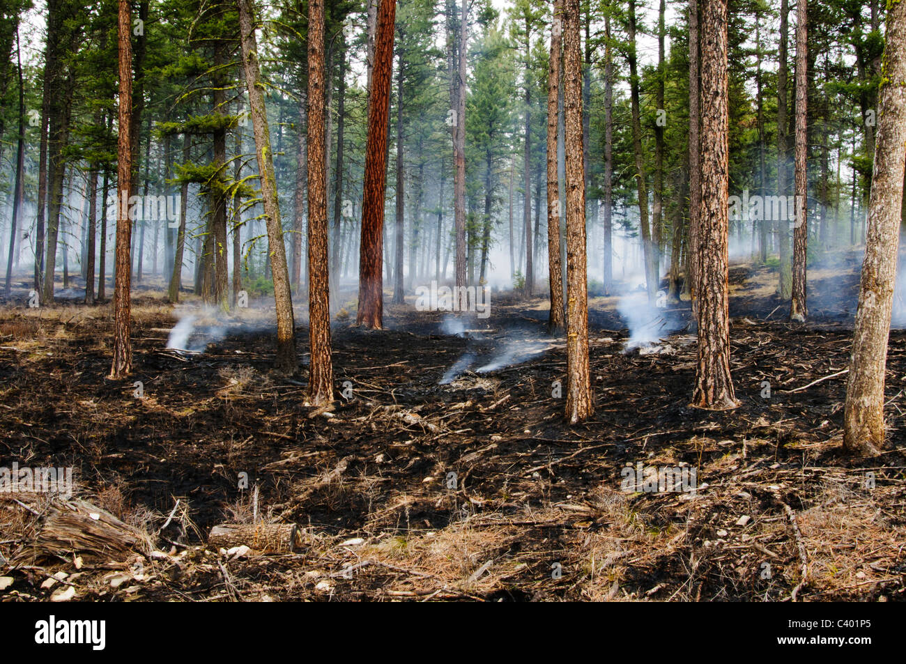 Un brûlage contrôlé dans la région du canyon de Pattee Missoula Montana a été utilisé pour enlever l'herbe séchée dans les forêts. Banque D'Images