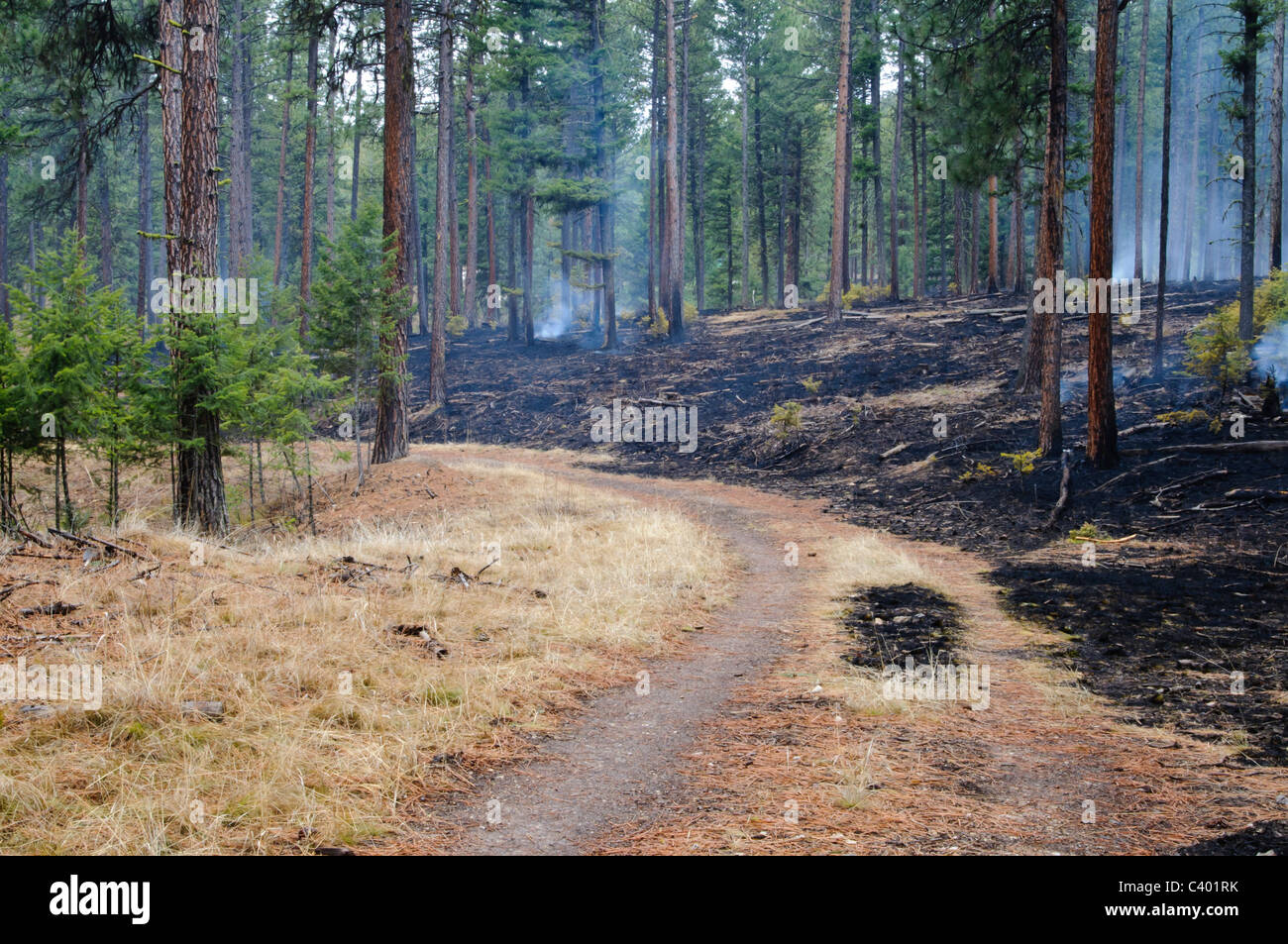 Un sentier sépare la zone de combustion contrôlée à partir d'un ara qui n'a pas brûlé dans Pattee Canyon de Missoula Montana. Banque D'Images