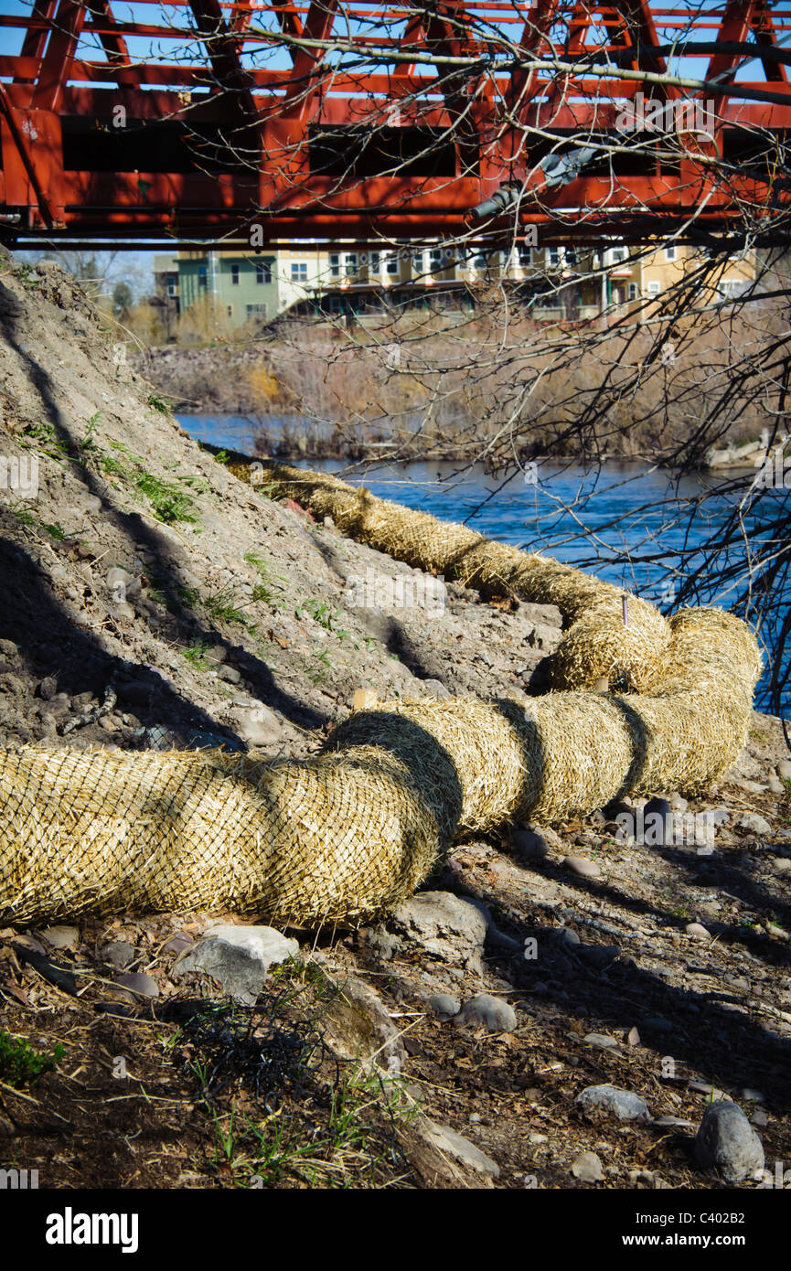 Coco Coco a été placé au bord d'un ruisseau à revégétaliser les berges et empêcher l'érosion. Banque D'Images